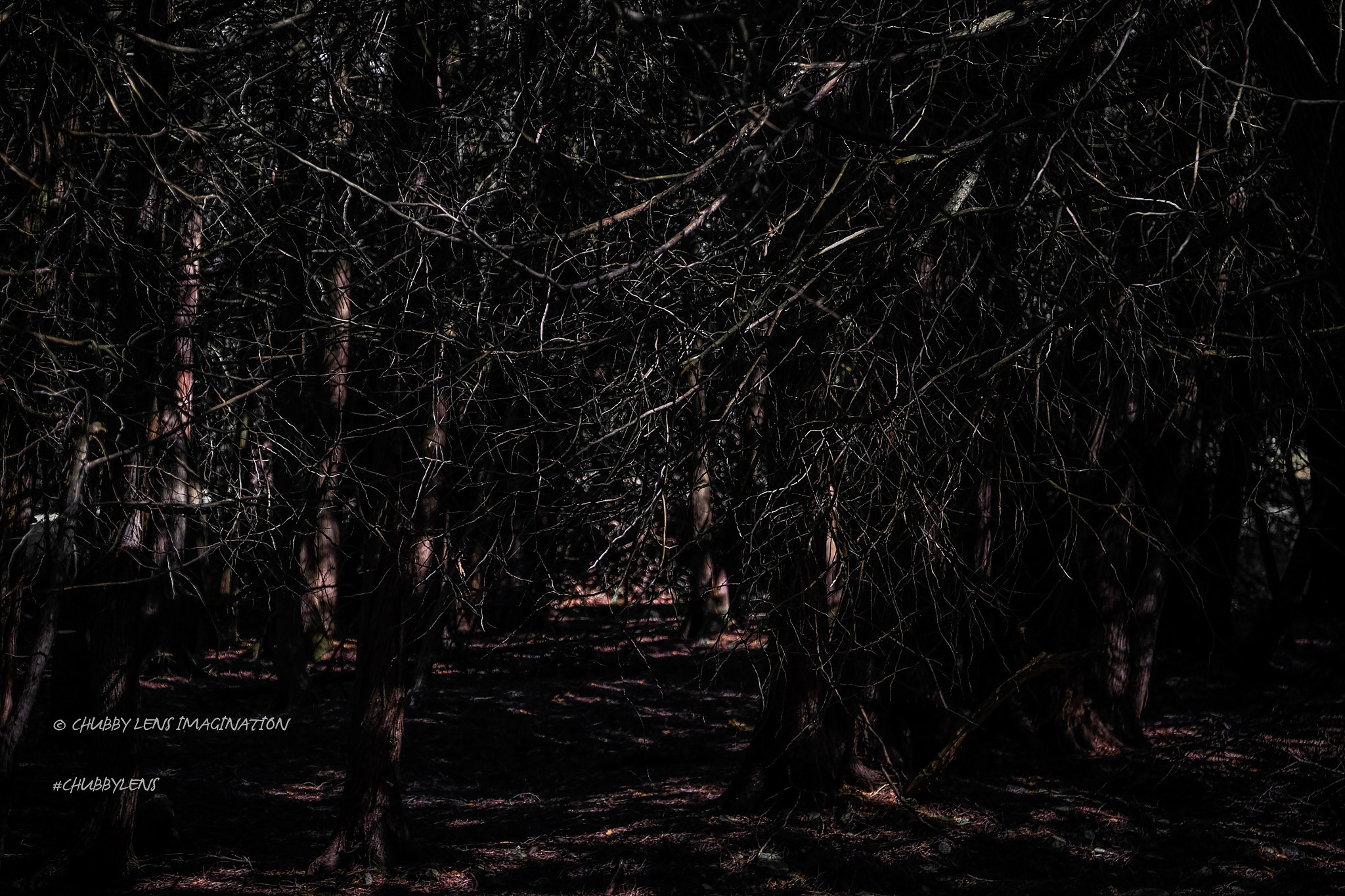 Fujifilm X-E2 + Fujifilm XF 50-140mm F2.8 R LM OIS WR sample photo. Texture in forest photography