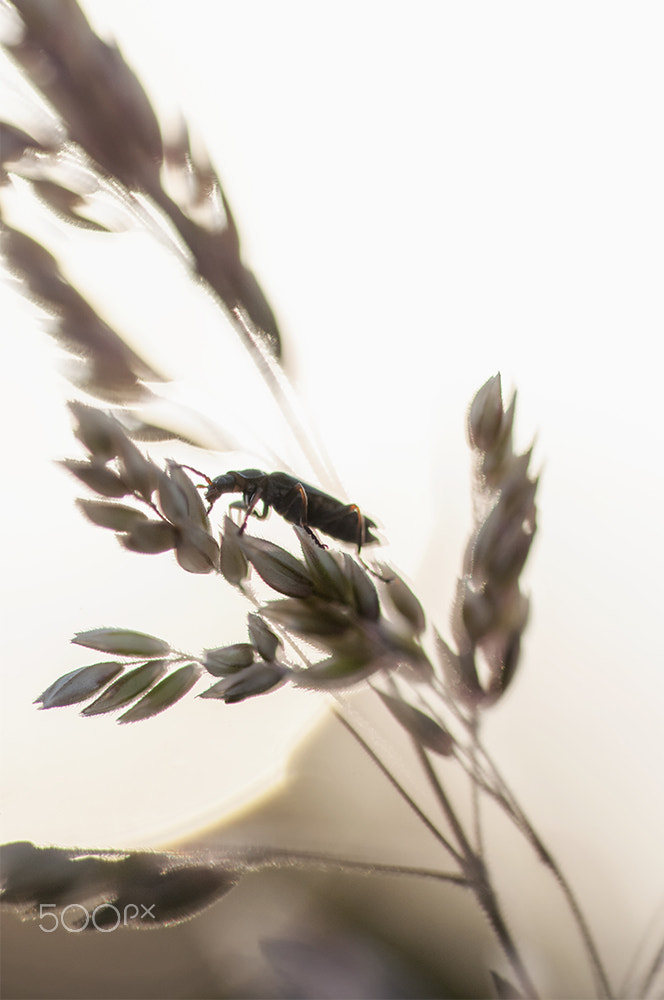 Sigma 105mm F2.8 EX DG OS HSM sample photo. Climb photography