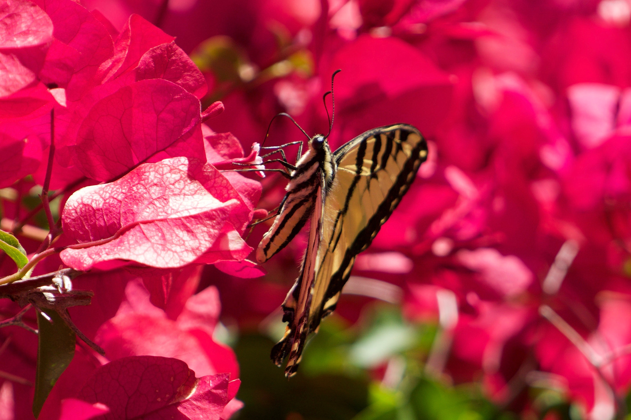 Sony a6000 + Sony FE 70-200mm F4 G OSS sample photo. Butterfly on bougainvillea photography