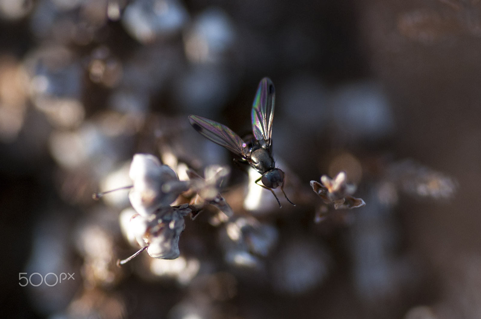 Sigma 105mm F2.8 EX DG OS HSM sample photo. The colour of small wings photography