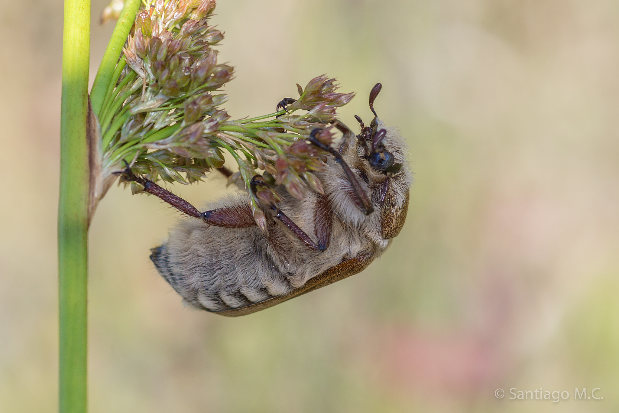 Sony SLT-A77 + Sony 100mm F2.8 Macro sample photo. Anoxia villosa photography