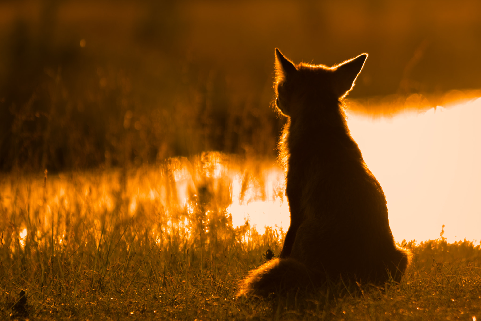 Sigma 150-500mm F5-6.3 DG OS HSM sample photo. Golden fox... photography