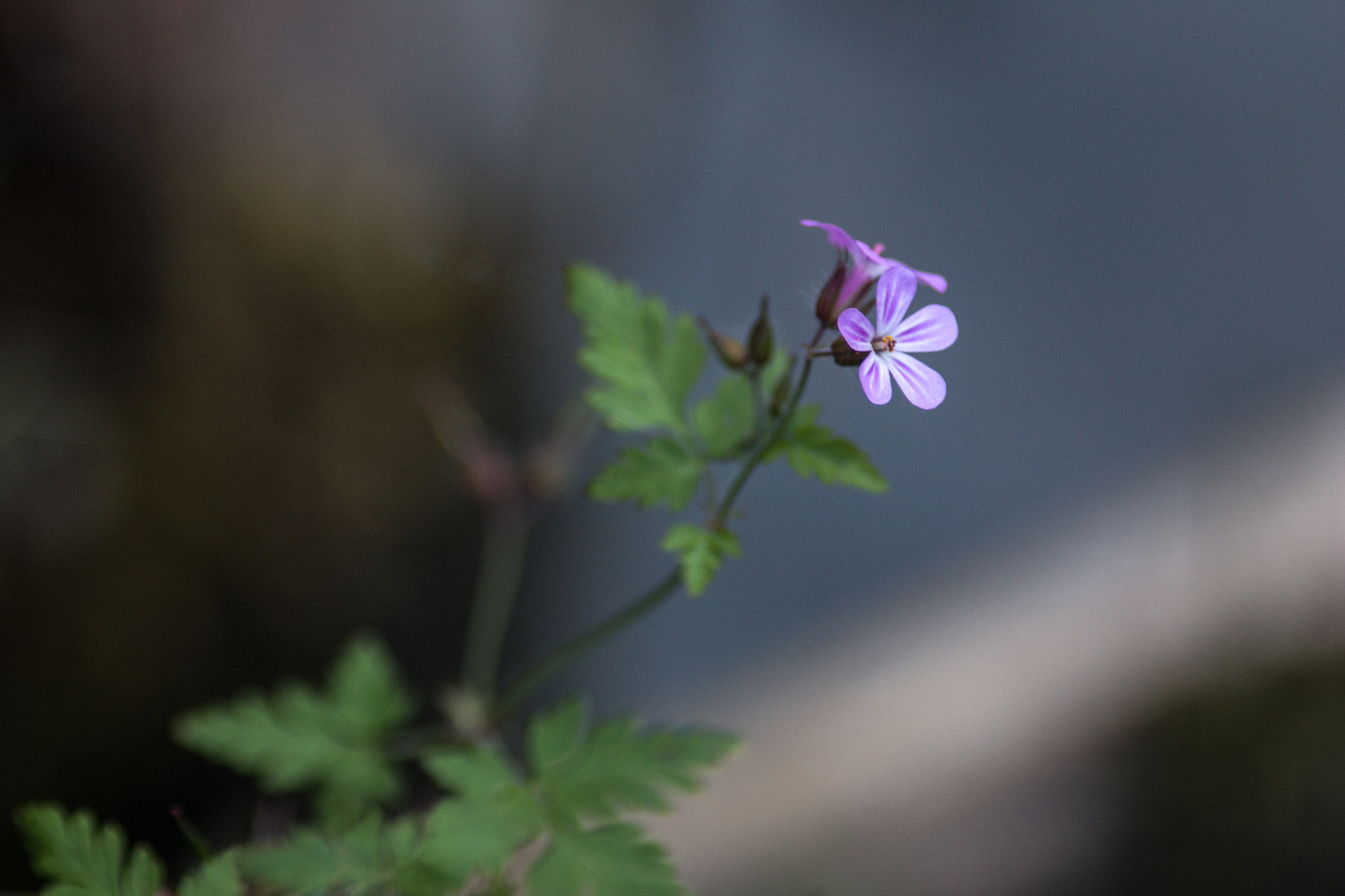 Canon EOS 70D + Canon EF 200mm F2.8L II USM sample photo. By the stream v photography