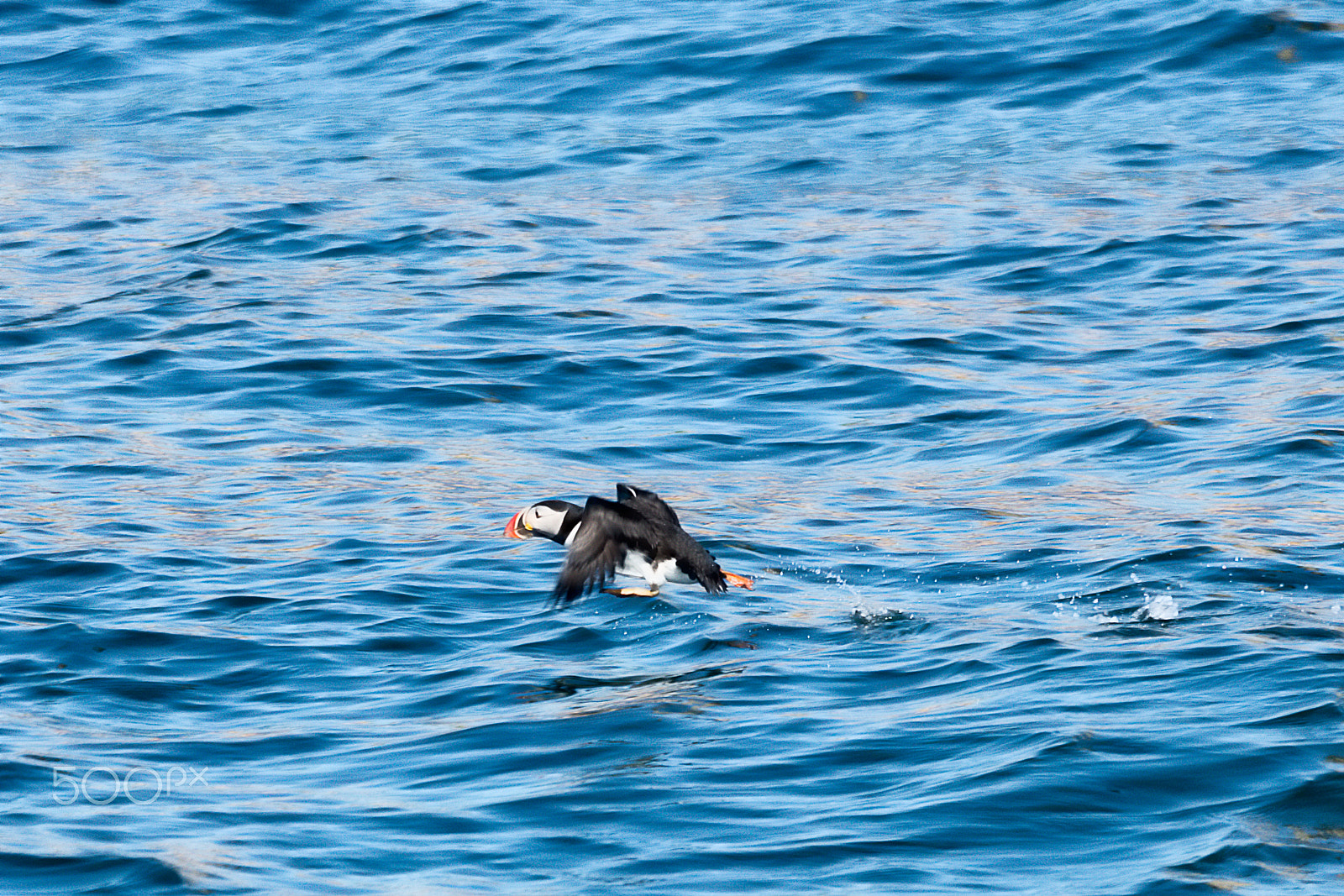 150-600mm F5-6.3 DG OS HSM | Sports 014 sample photo. Atlantic puffin in flight photography