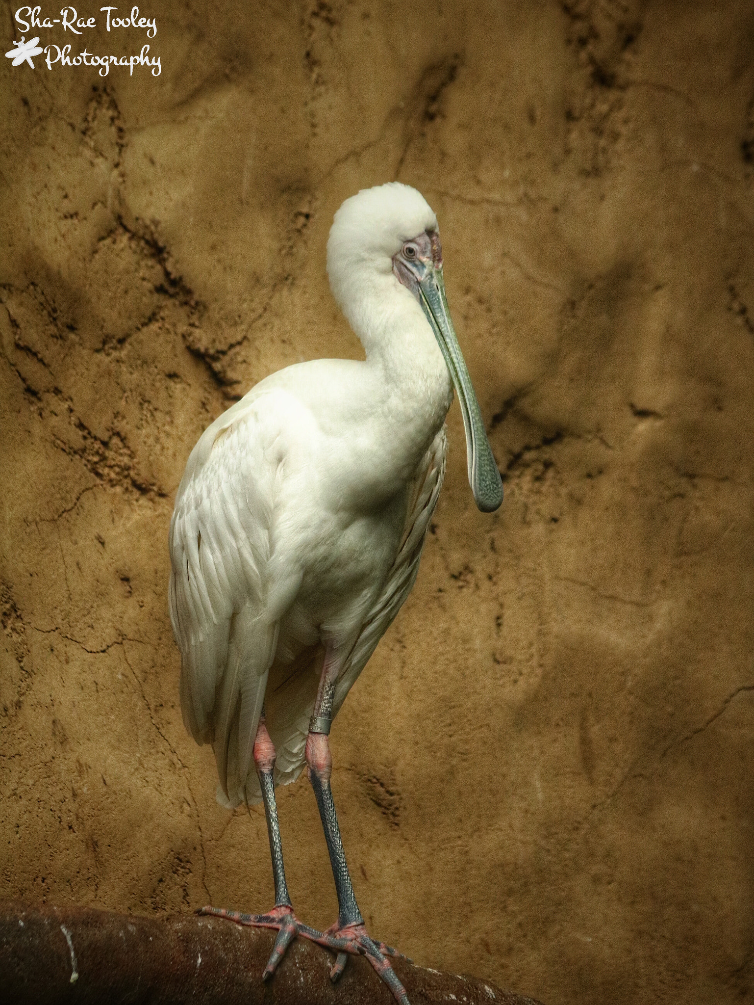 Canon EOS 750D (EOS Rebel T6i / EOS Kiss X8i) + Canon EF 70-300mm F4-5.6 IS USM sample photo. African spoonbill at the calgary zoo photography