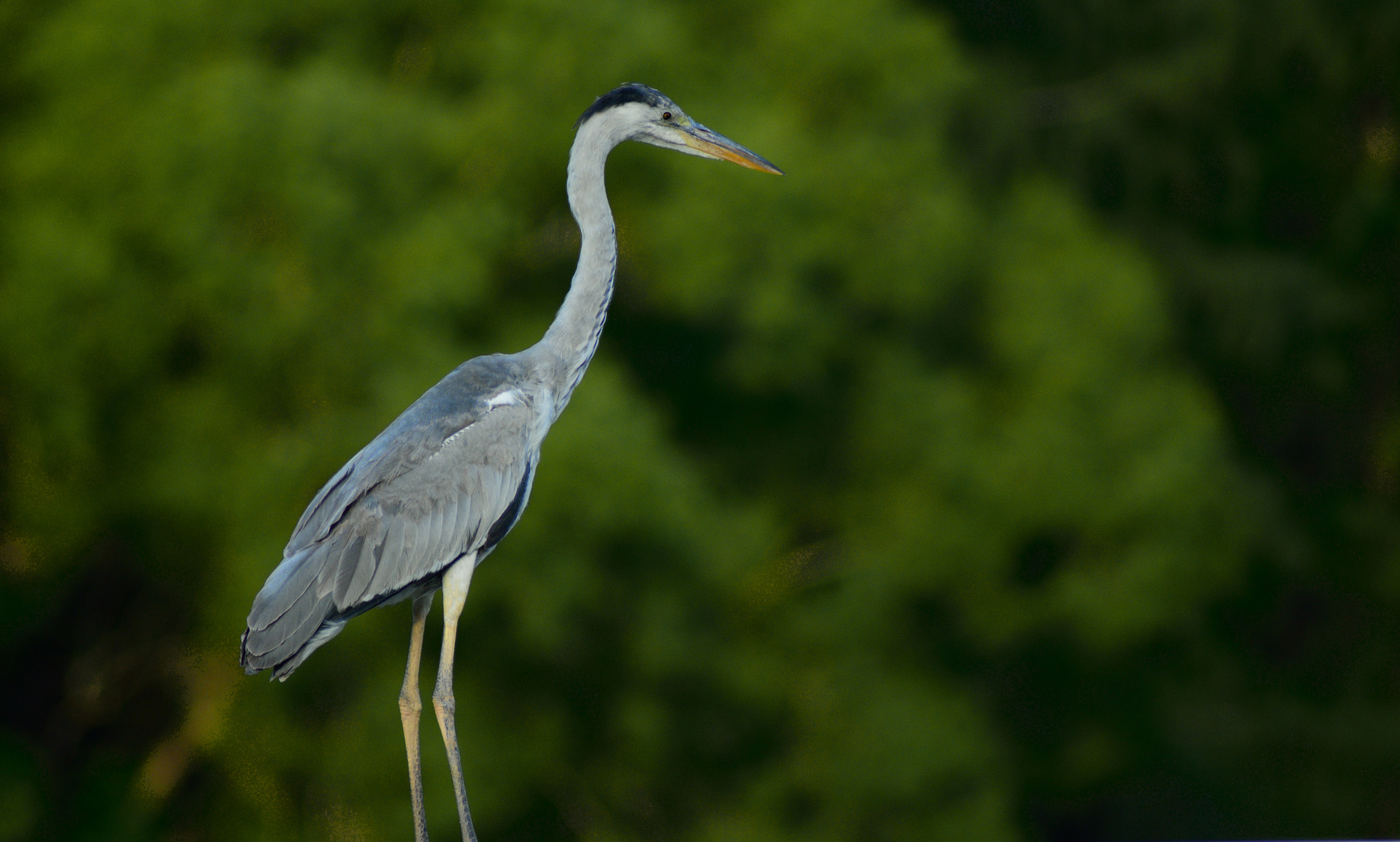 Nikon AF Nikkor 70-300mm F4-5.6G sample photo
