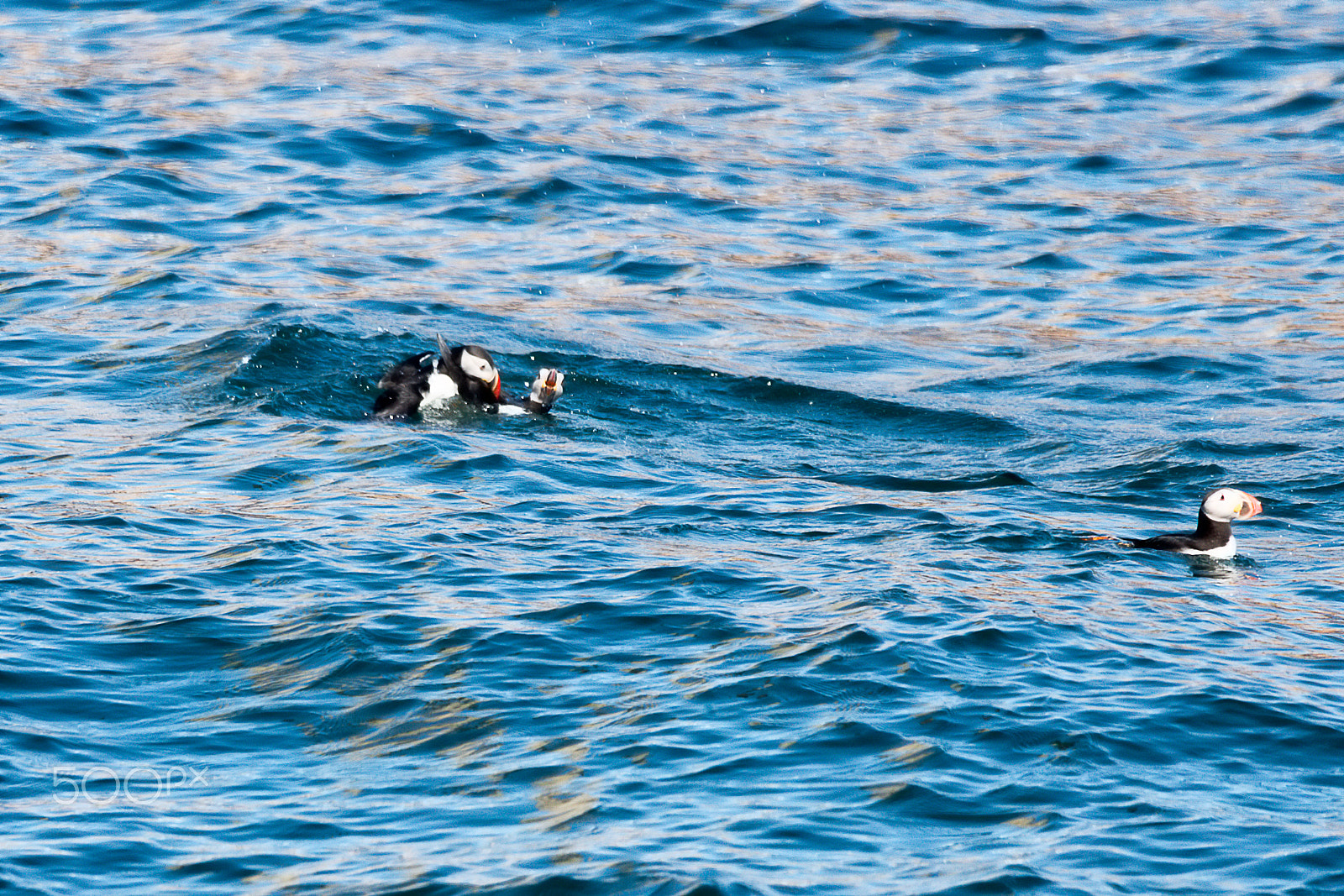 150-600mm F5-6.3 DG OS HSM | Sports 014 sample photo. Atlantic puffin fighting photography