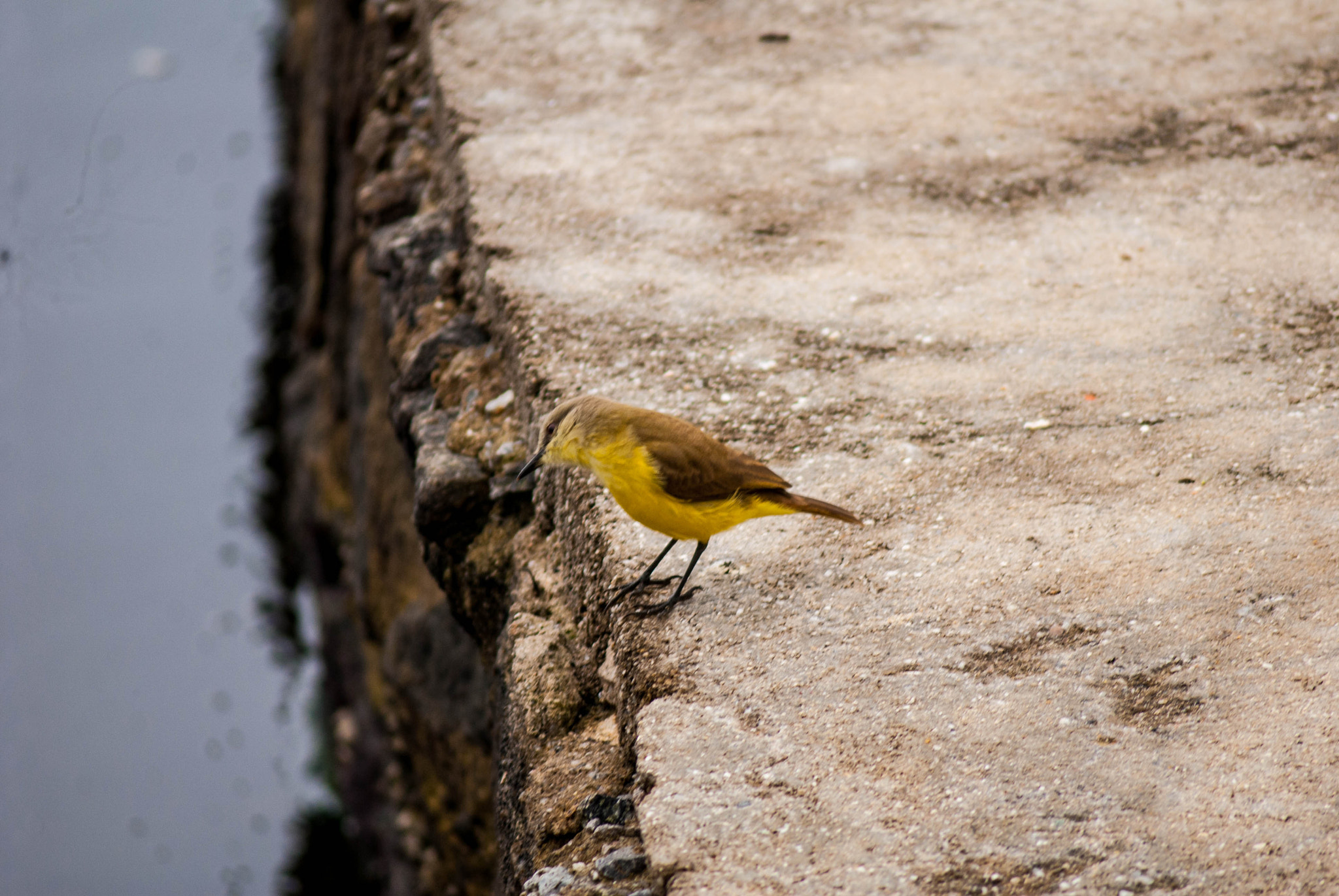 AF Zoom-Nikkor 75-240mm f/4.5-5.6D sample photo. Paquetá island photography