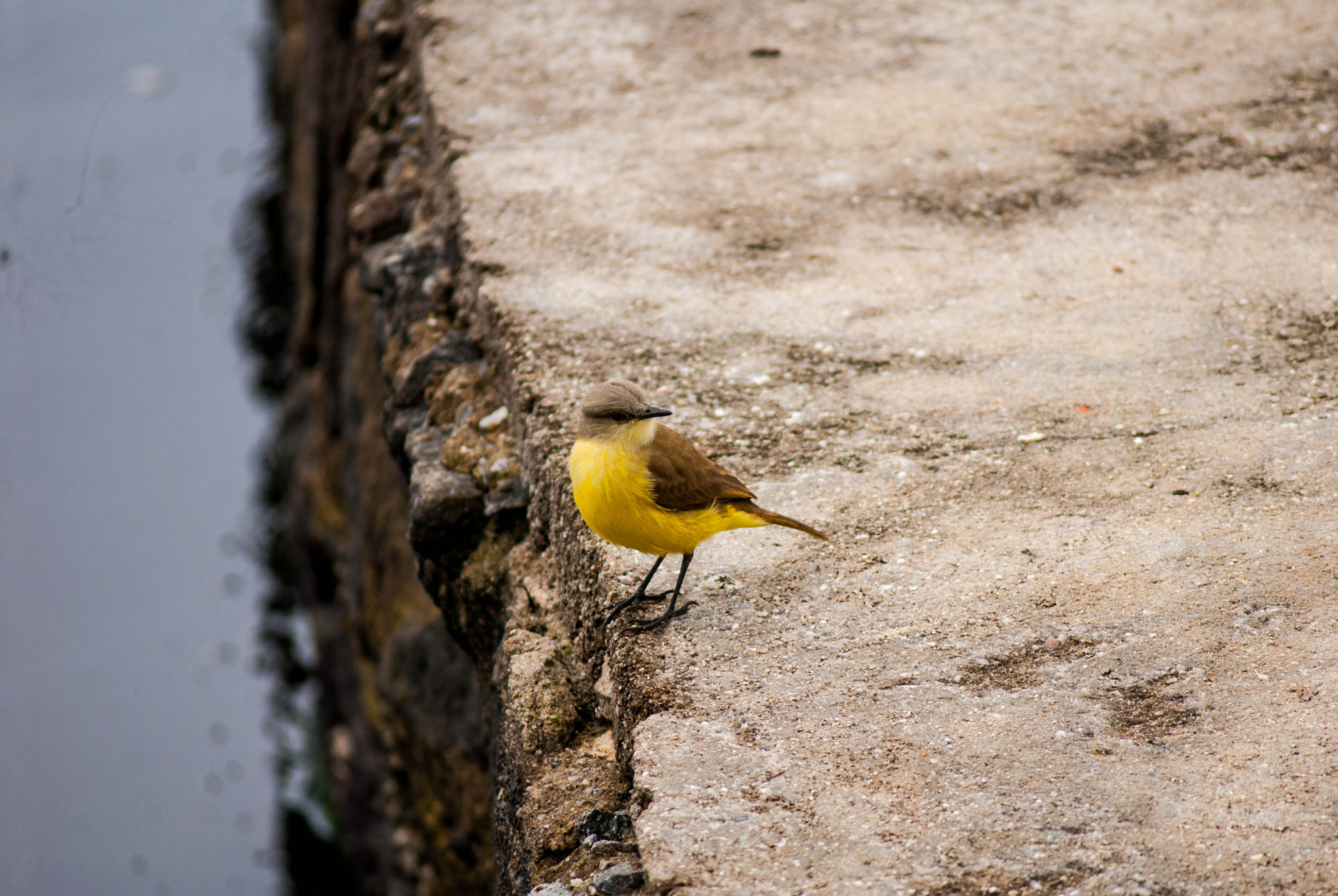 AF Zoom-Nikkor 75-240mm f/4.5-5.6D sample photo. Paquetá island photography