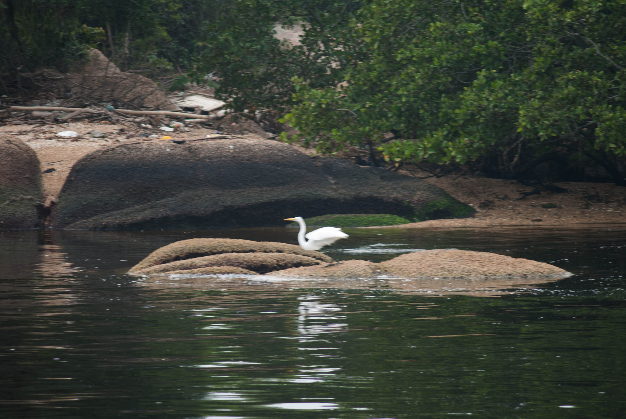 AF Zoom-Nikkor 75-240mm f/4.5-5.6D sample photo. Paquetá island photography