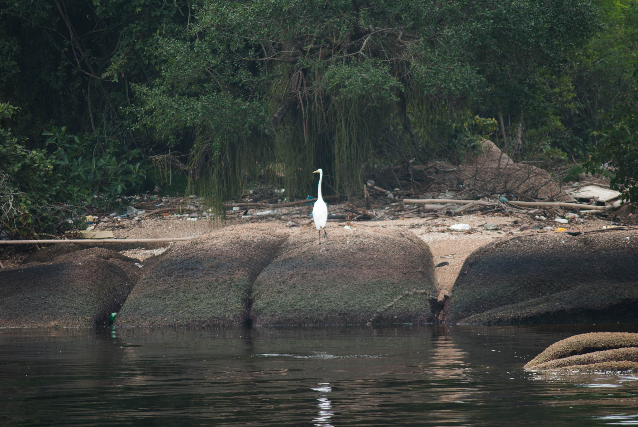 AF Zoom-Nikkor 75-240mm f/4.5-5.6D sample photo. Paquetá island photography