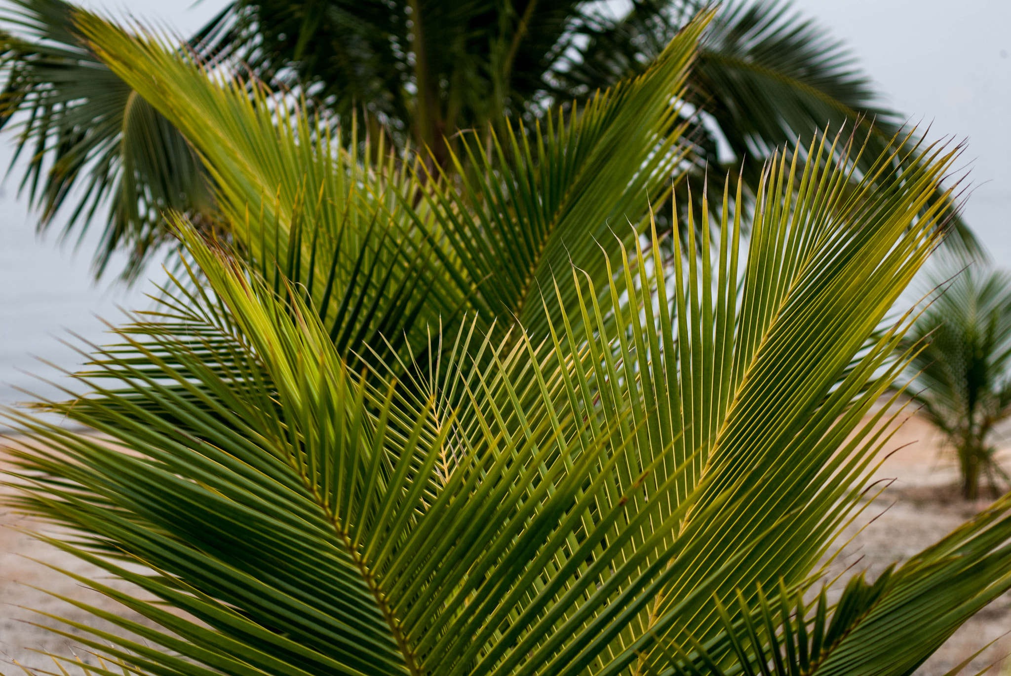 AF Zoom-Nikkor 75-240mm f/4.5-5.6D sample photo. Paquetá island photography