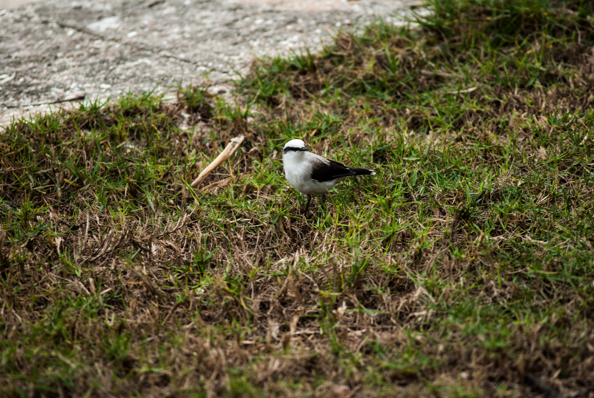 AF Zoom-Nikkor 75-240mm f/4.5-5.6D sample photo. Paquetá island photography