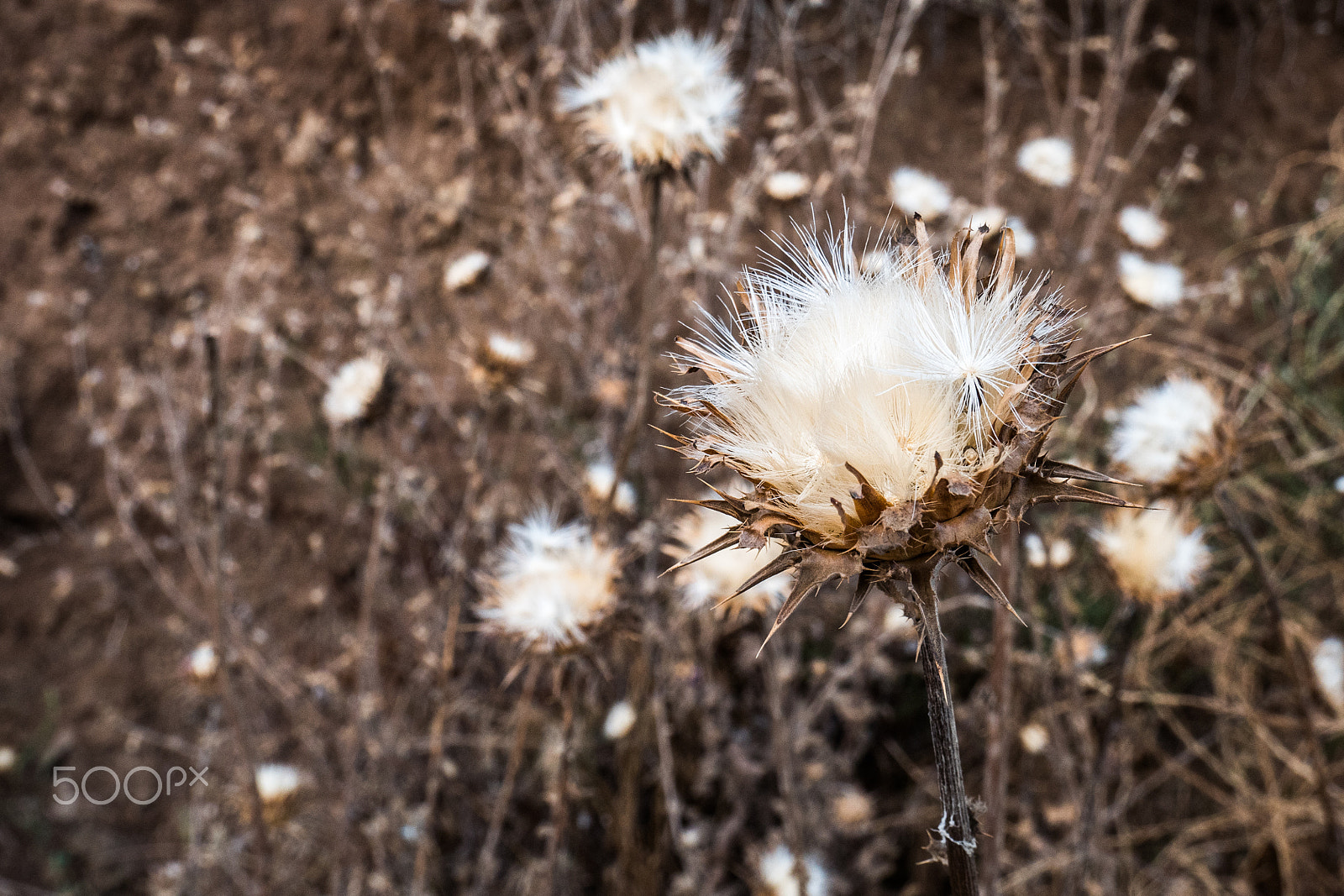 Panasonic Lumix DMC-GX85 (Lumix DMC-GX80 / Lumix DMC-GX7 Mark II) sample photo. White flower photography