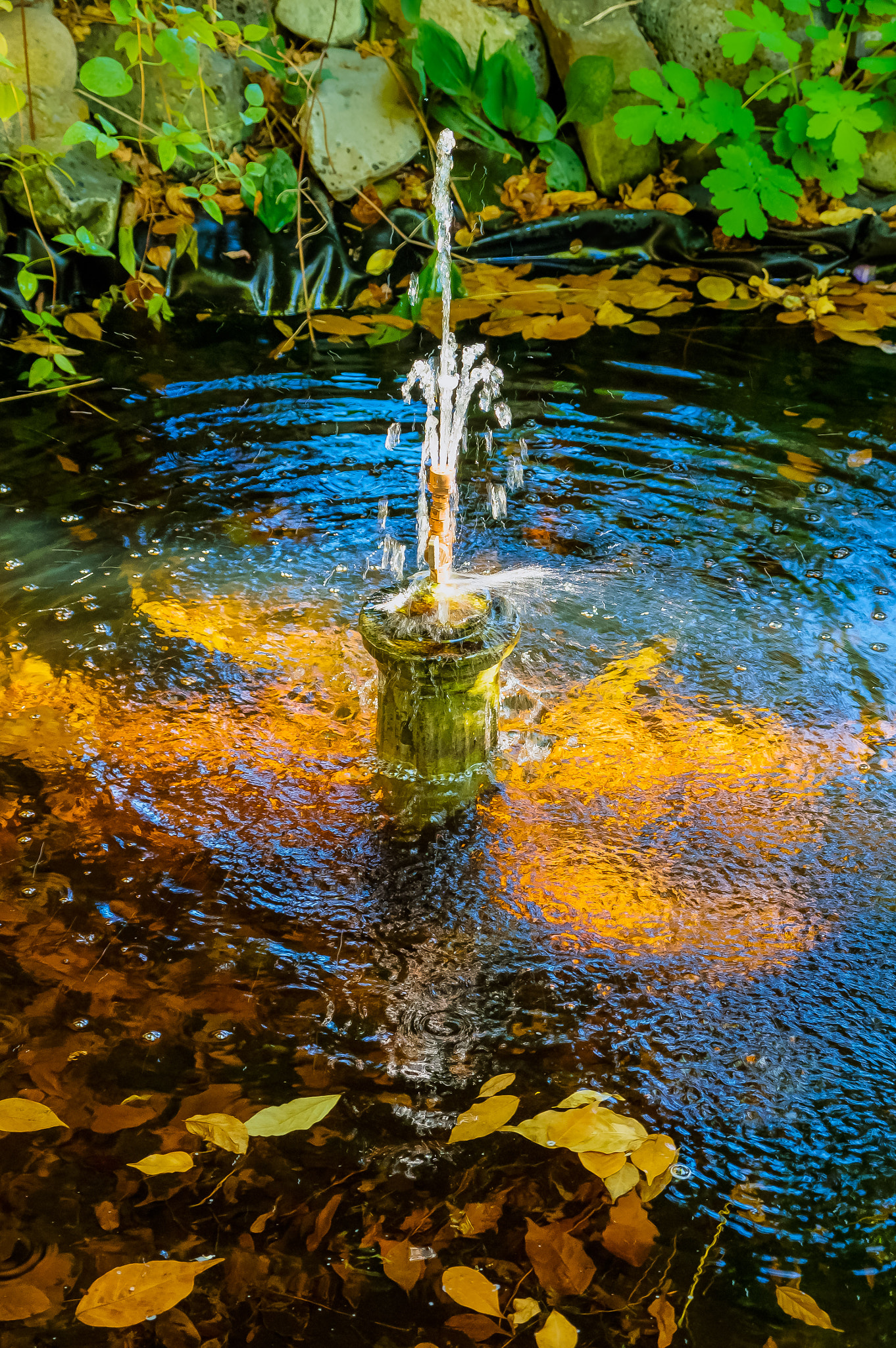 Sigma 17-70mm F2.8-4 DC Macro OS HSM sample photo. Fountain of youth photography