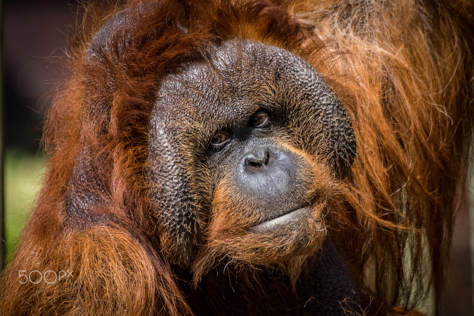 Nikon D5300 + Sigma 50-500mm F4.5-6.3 DG OS HSM sample photo. Orangutan photography