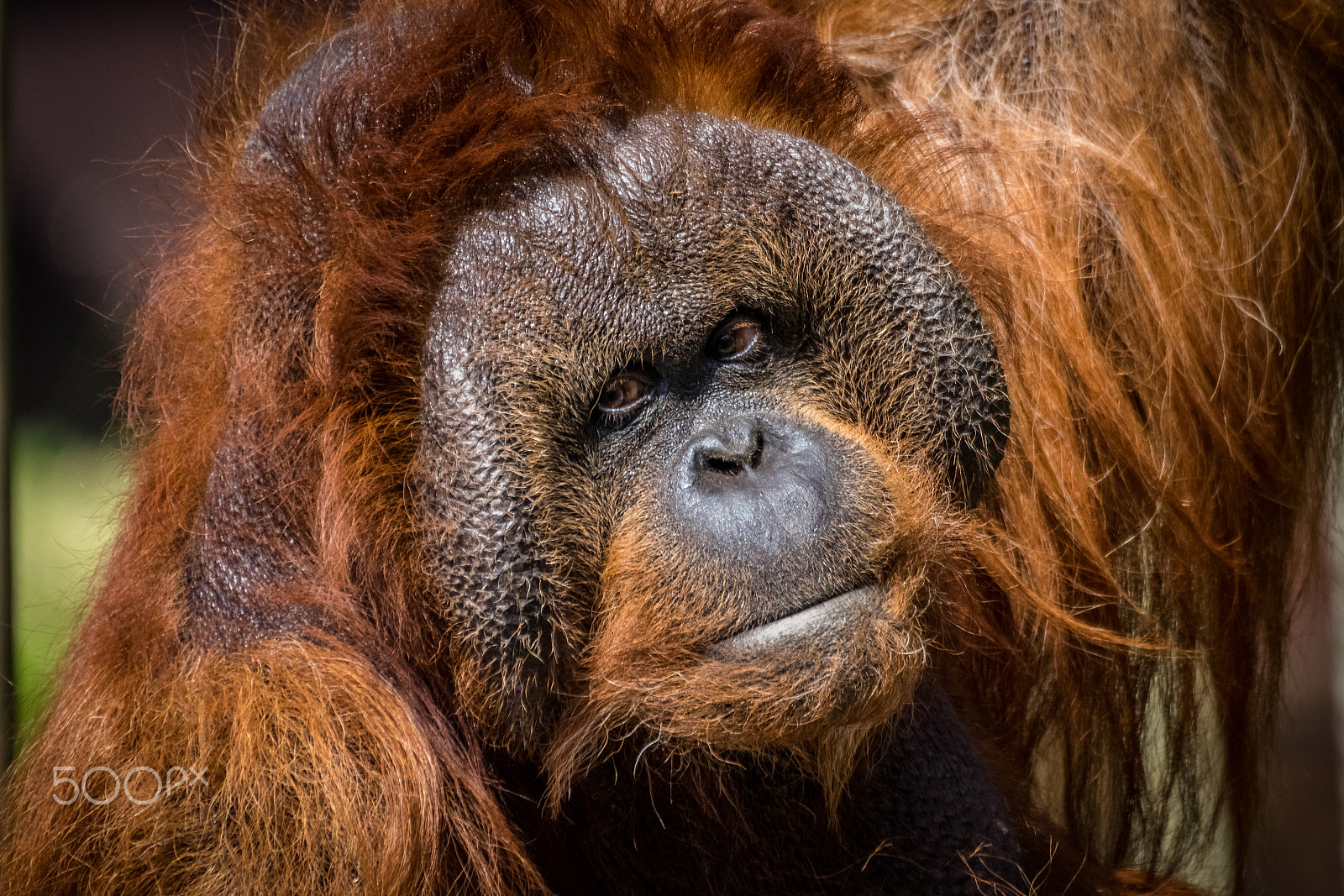 Sigma 50-500mm F4.5-6.3 DG OS HSM sample photo. Orangutan photography