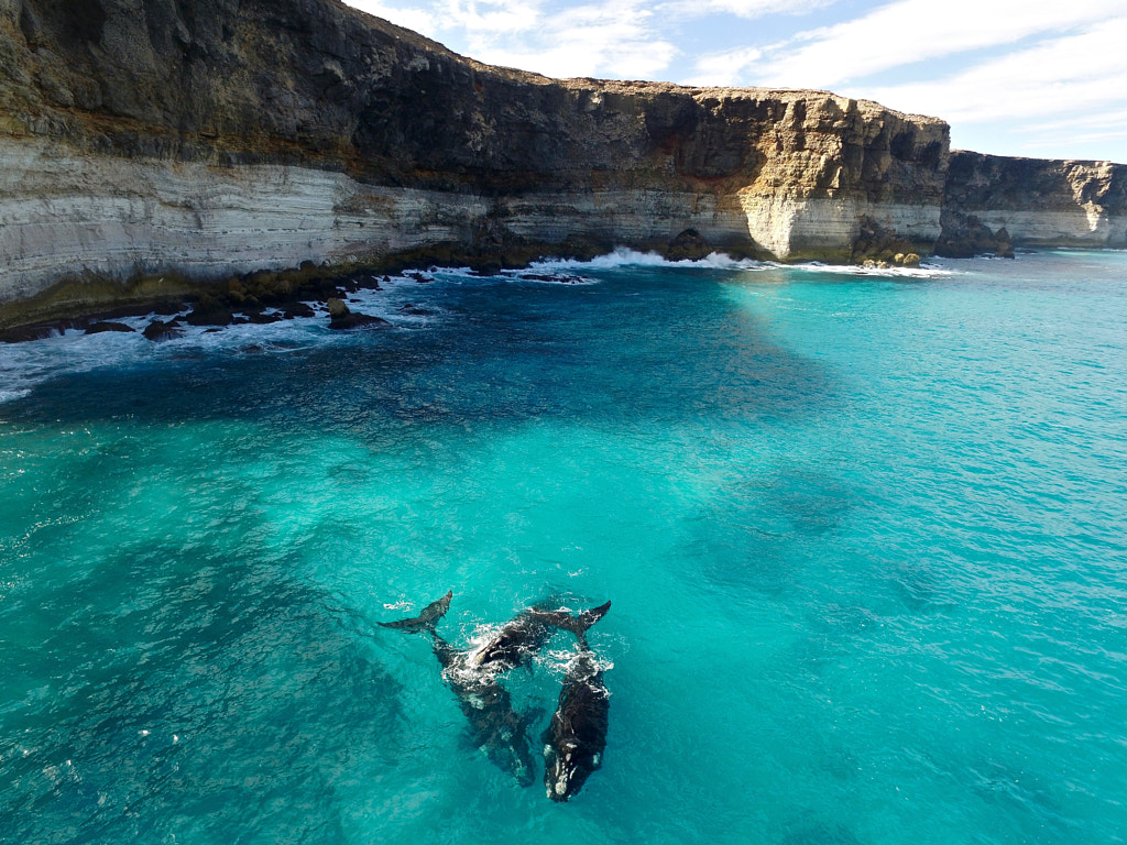 Southern Right Whales Frolicking by Dominic Grimm on 500px.com