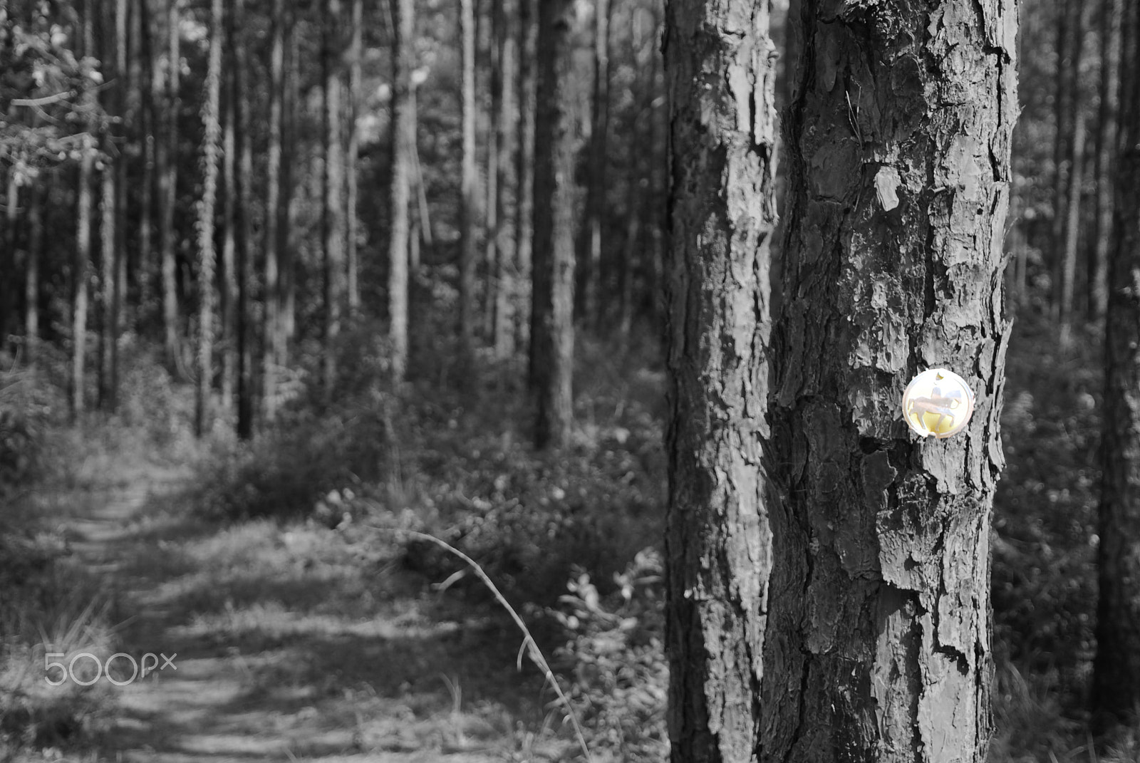 Nikon D40X sample photo. Horse trail photography