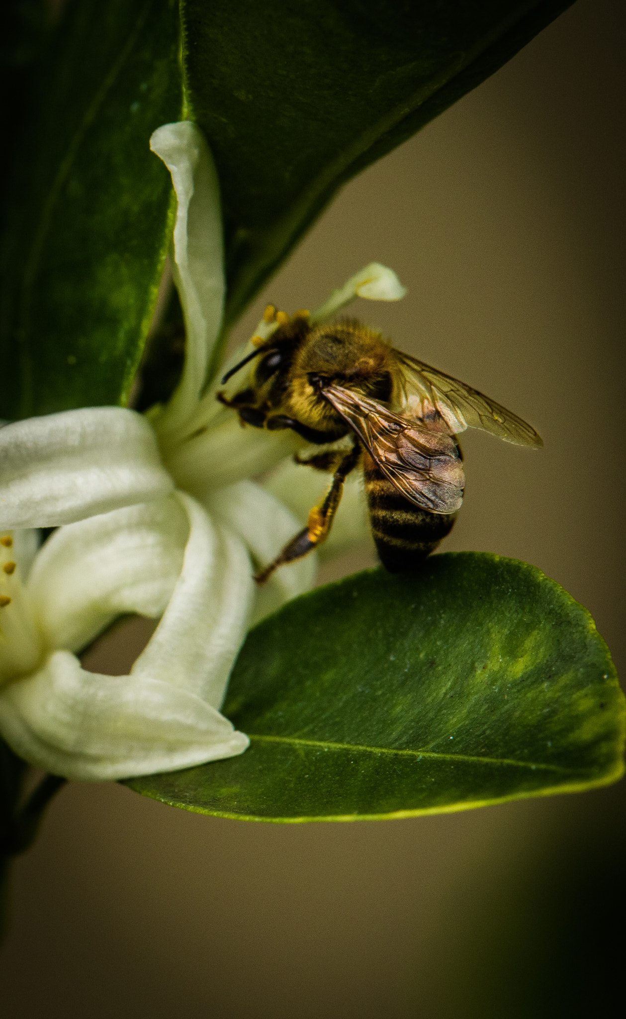 Canon EOS M3 sample photo. Independence bee photography