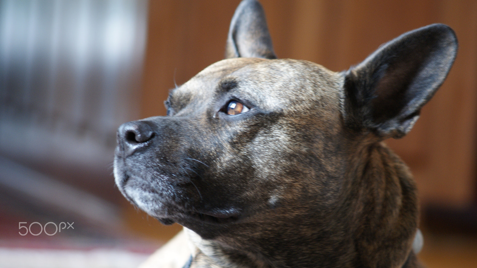 Sony Alpha DSLR-A230 + Minolta AF 100-200mm F4.5 sample photo. My fur-child photography