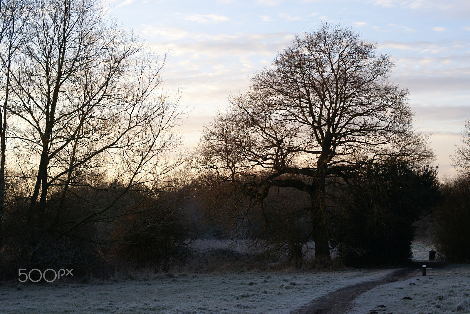 Sony Alpha DSLR-A100 + Sony DT 50mm F1.8 SAM sample photo. Morning frost photography