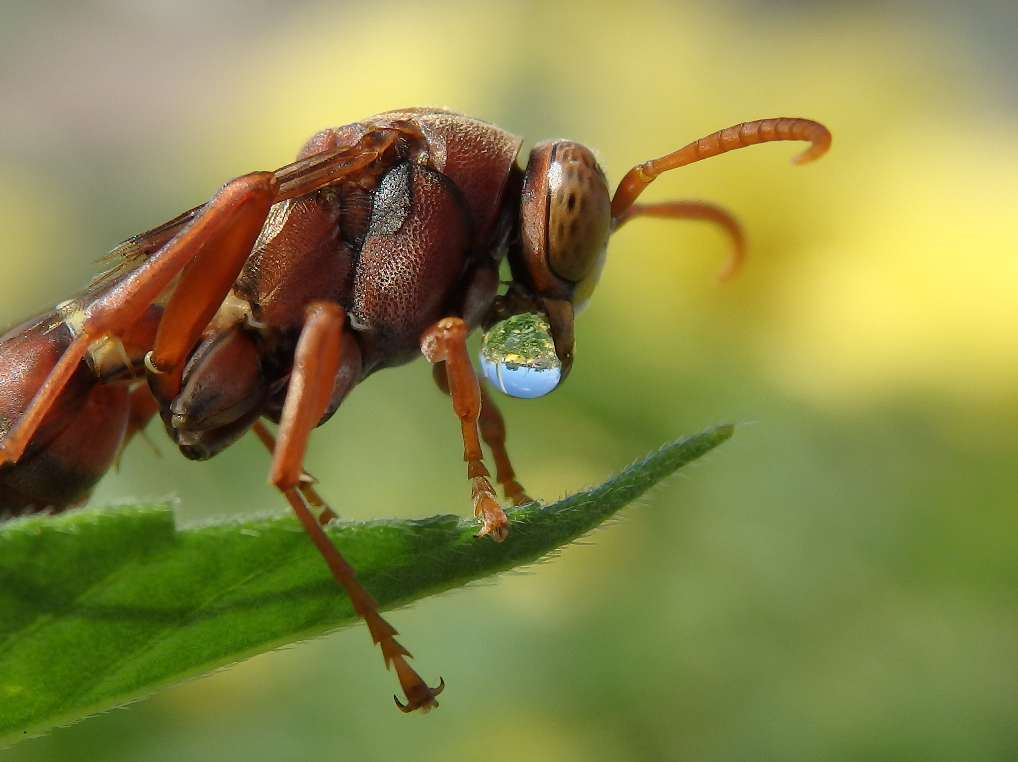 Olympus SH-1 sample photo. Wasp photography