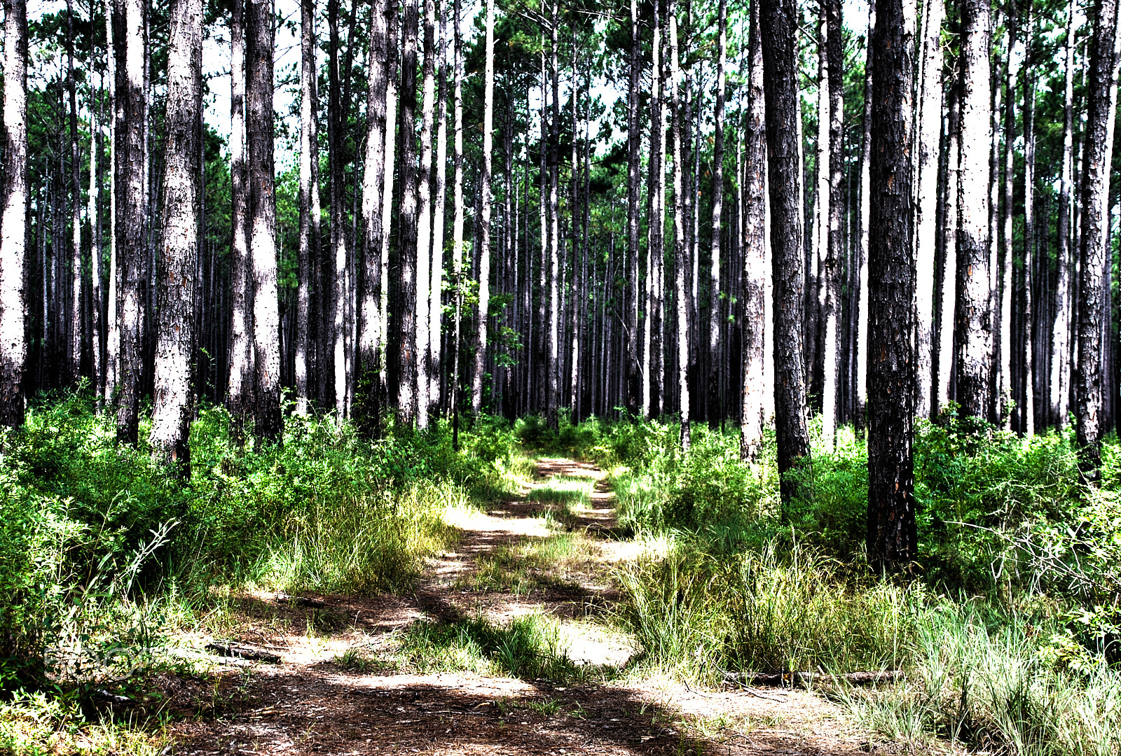 Nikon D40X sample photo. Longleaf horse trail photography