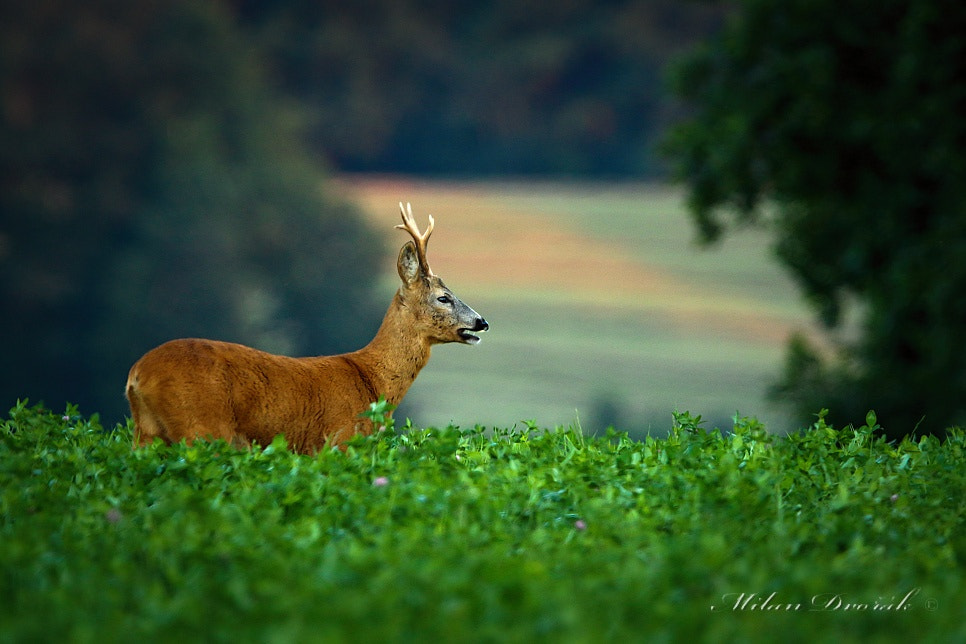 Canon EOS 7D Mark II + Canon EF 300mm F2.8L IS USM sample photo. Deer triggered the alarm photography