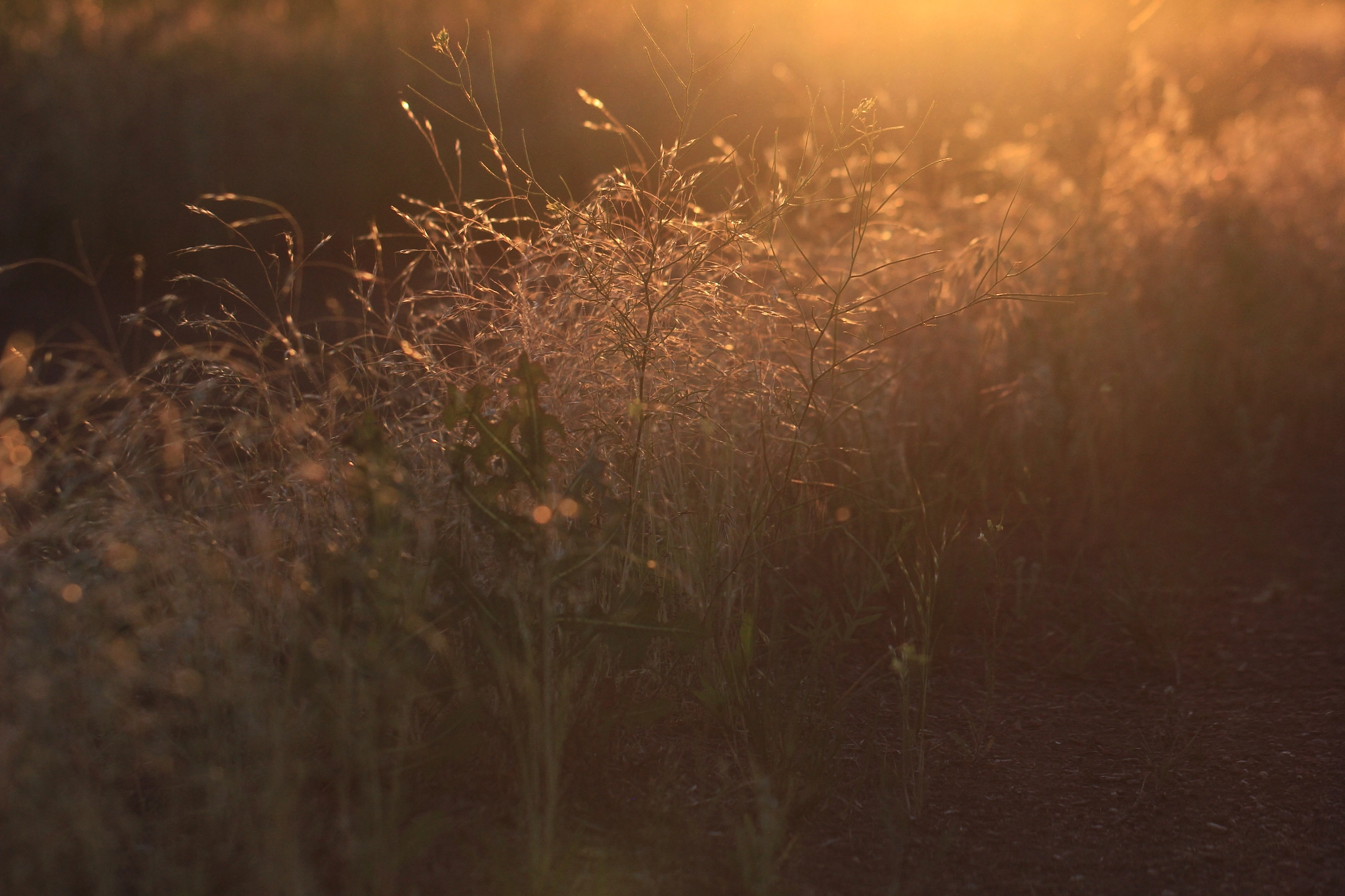 Canon EF 100mm F2.8L Macro IS USM sample photo. The last sunlight photography