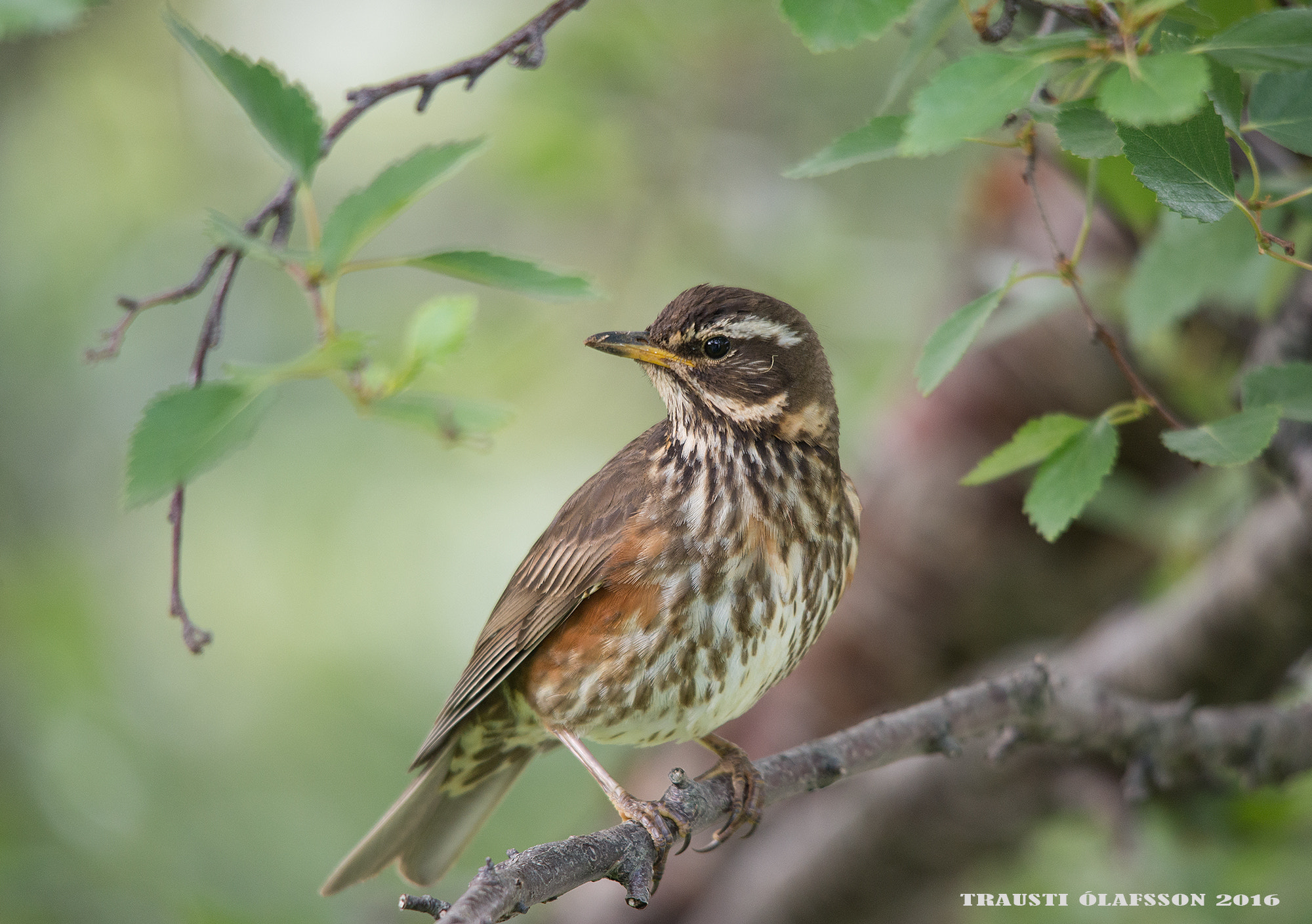 Sigma 150-500mm F5-6.3 DG OS HSM sample photo. Redwing photography