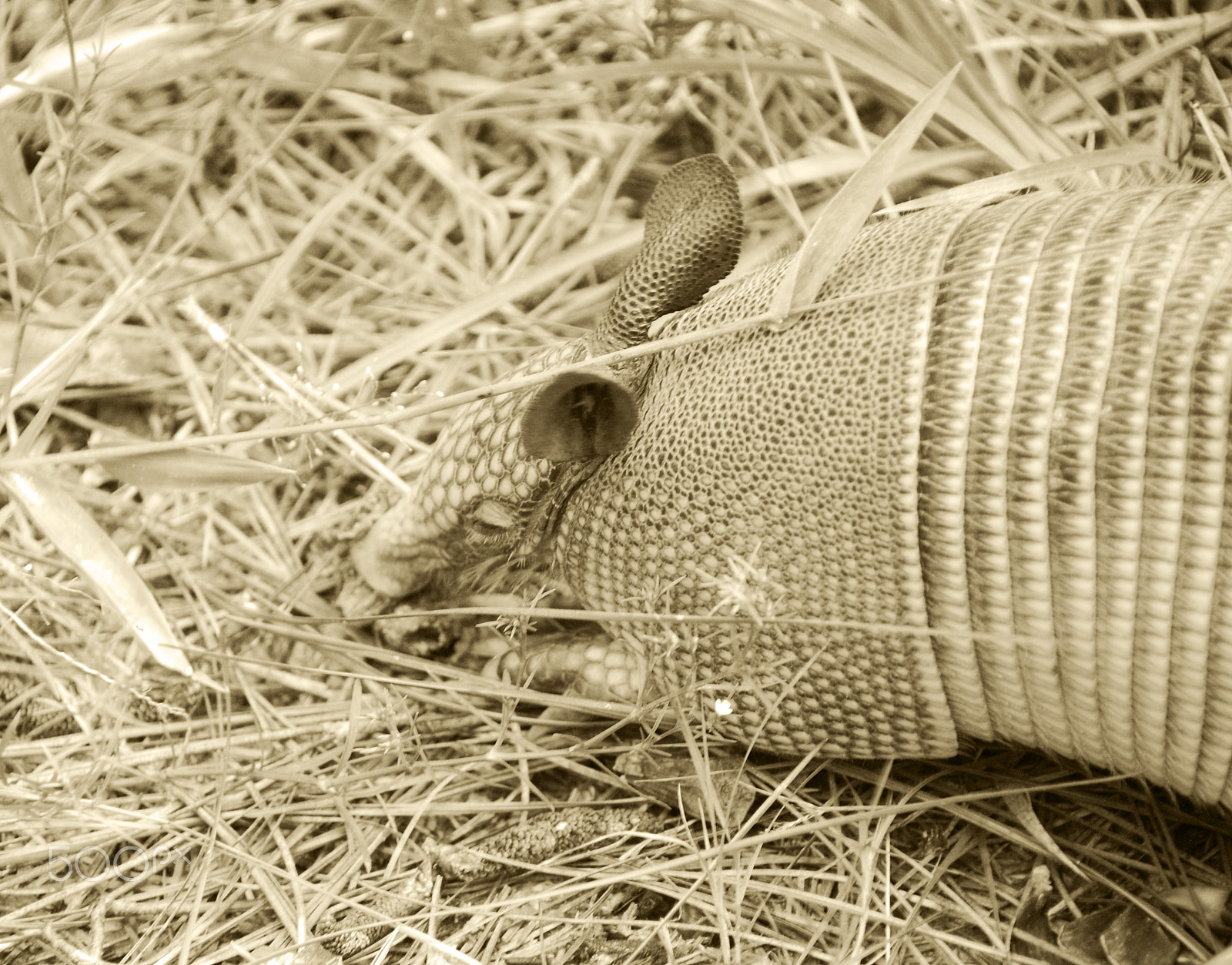 Nikon D40X sample photo. Dillo photography