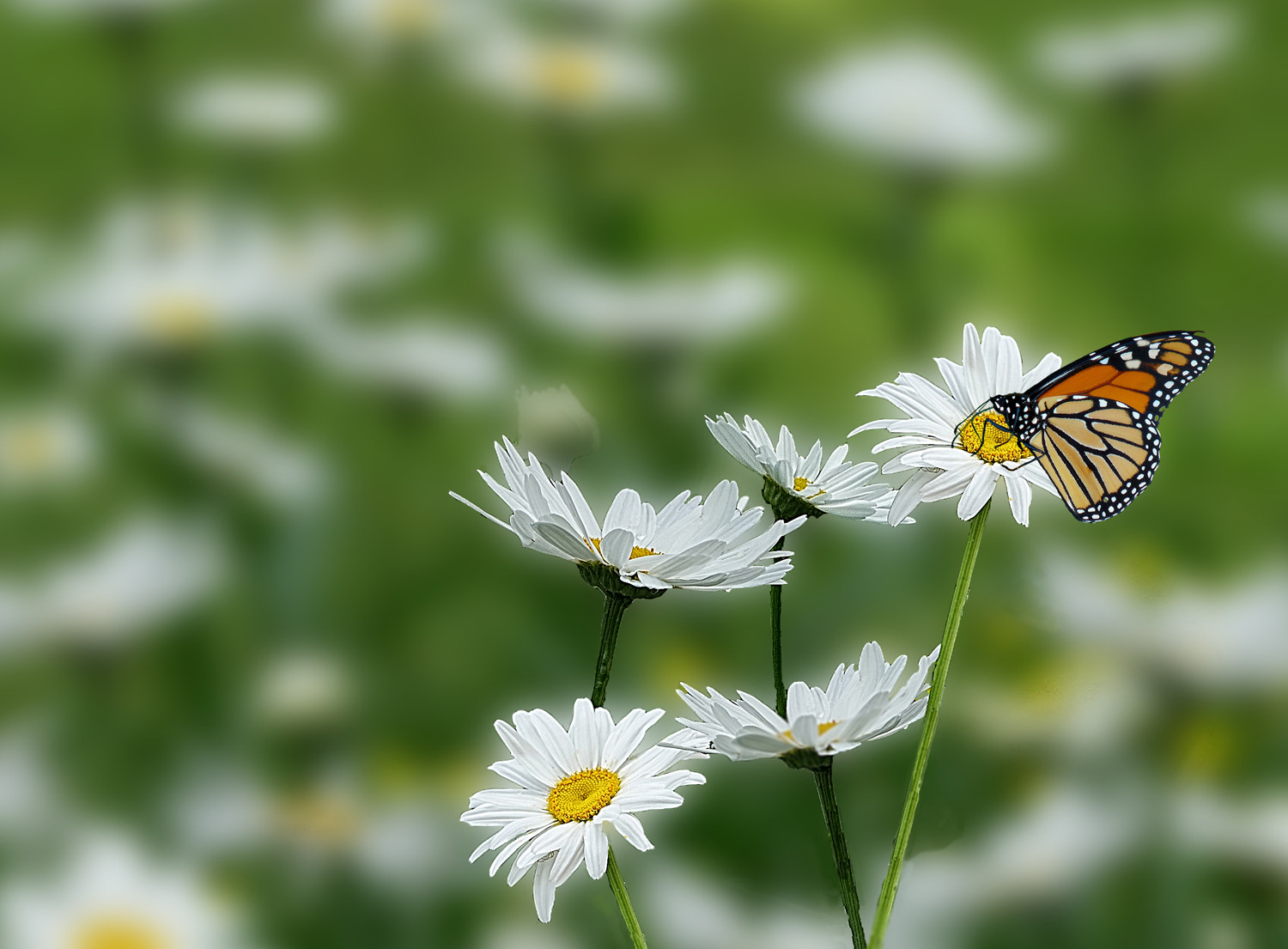 Panasonic Lumix DMC-G7 + Panasonic Lumix G Vario 45-200mm F4-5.6 OIS sample photo. In my garden photography