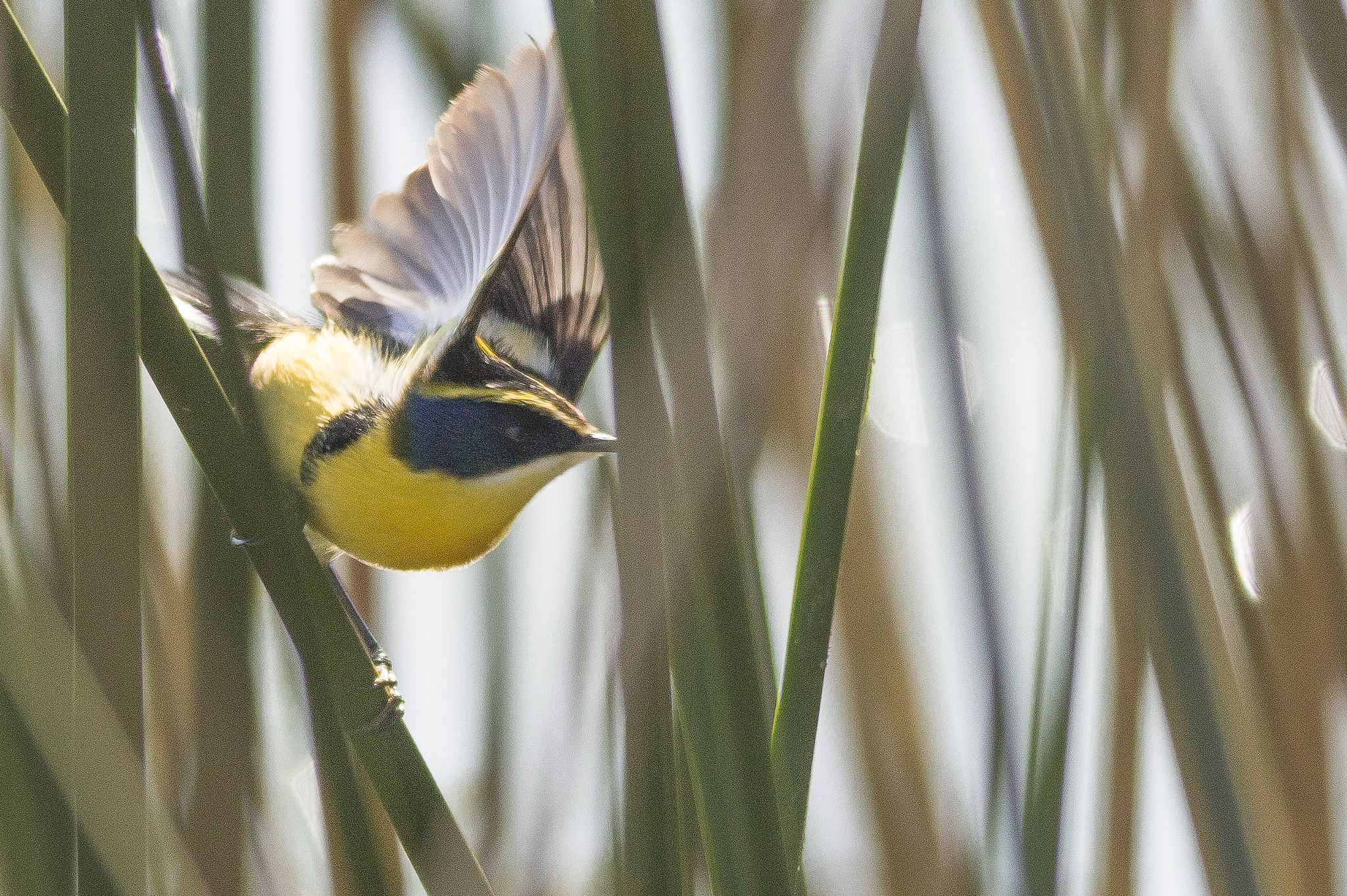 Sigma 150-500mm F5-6.3 DG OS HSM sample photo