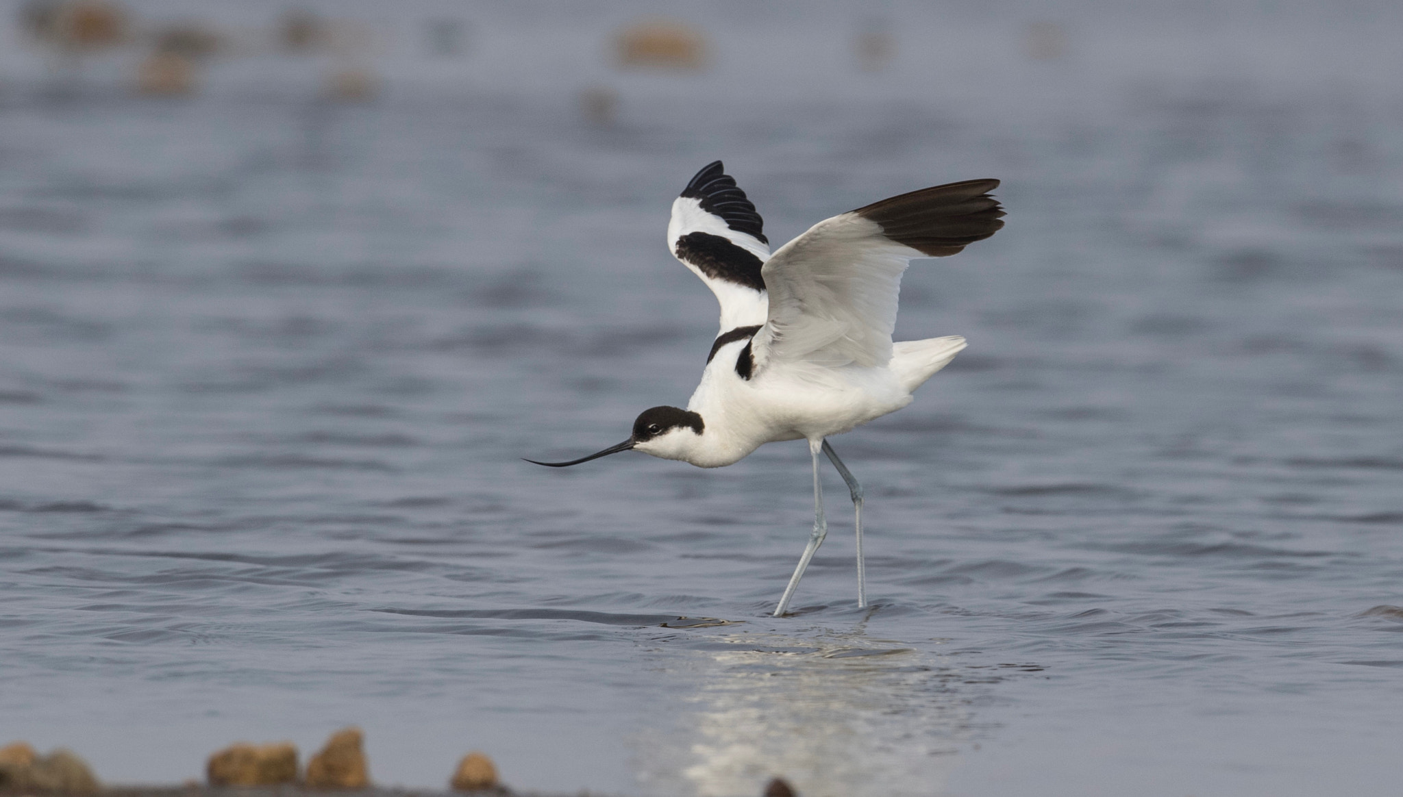 Nikon AF-S Nikkor 800mm F5.6E FL ED VR sample photo. Pied avocet photography