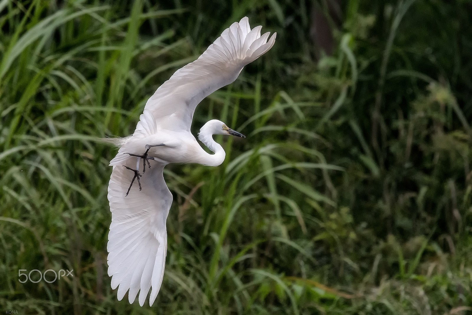 Nikon AF-S Nikkor 400mm F2.8G ED VR II sample photo. Sagi photography