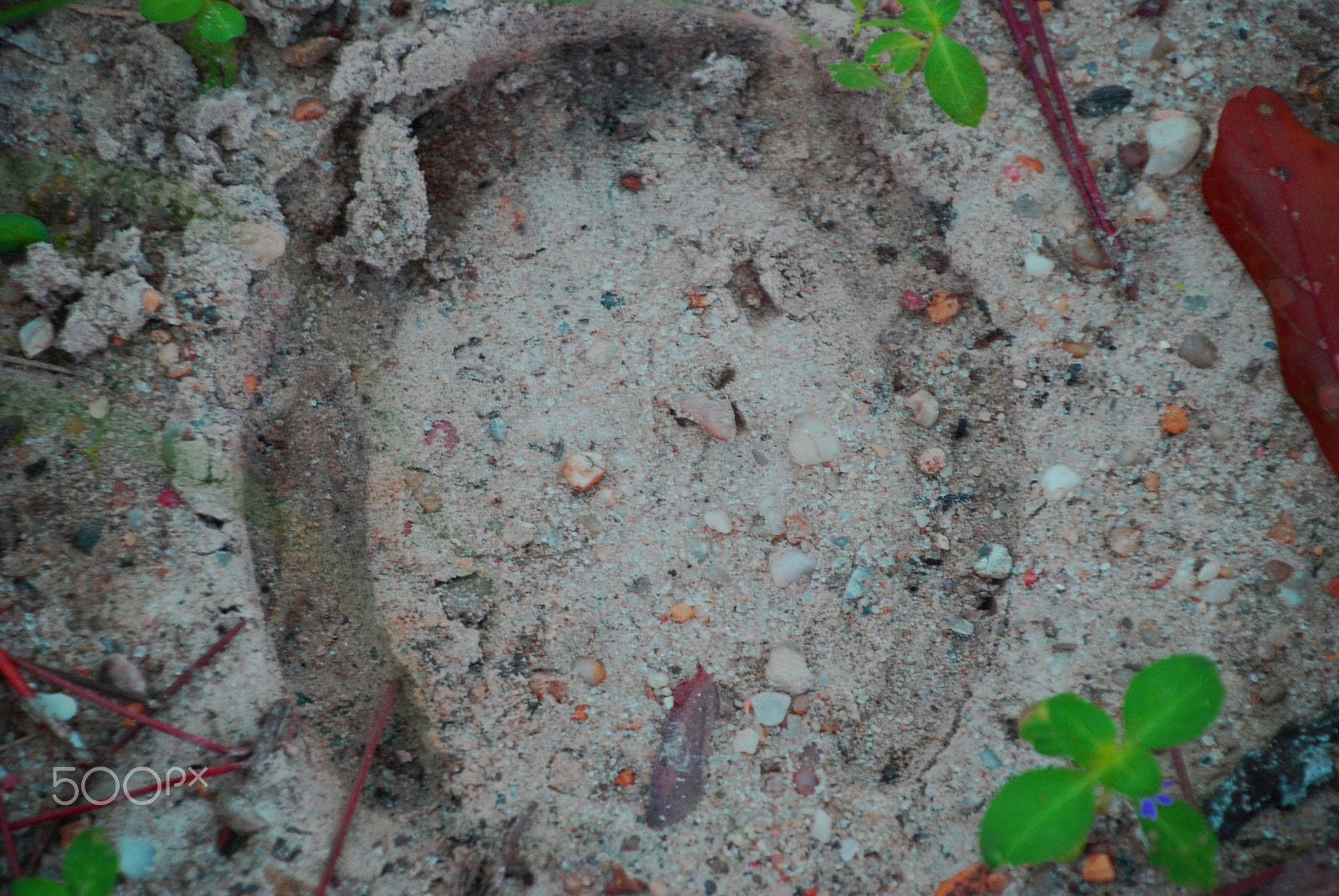 Nikon D40X sample photo. Lucky horseshoe photography