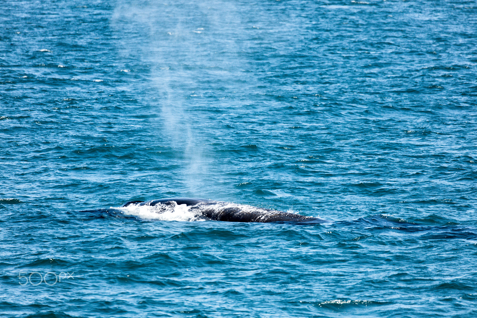 150-600mm F5-6.3 DG OS HSM | Sports 014 sample photo. There she blows photography