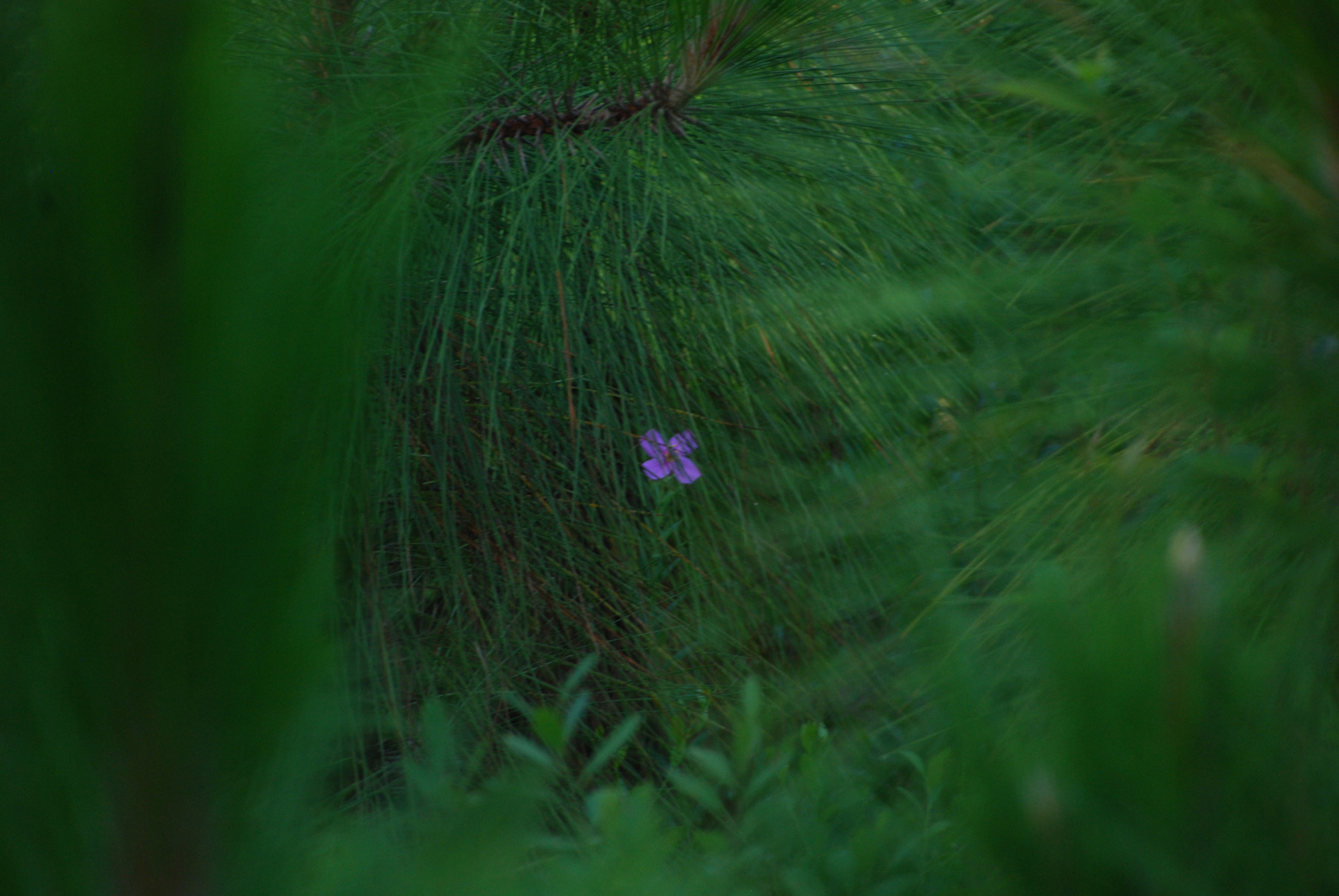 Nikon D40X sample photo. Purple in green photography