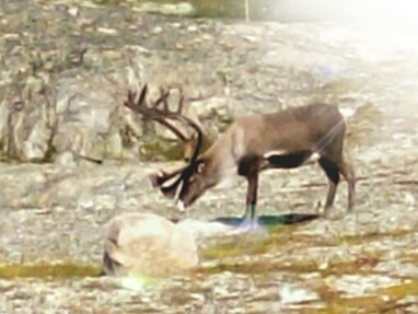 Kodak EASYSHARE C813 ZOOM DIGITAL CAMERA sample photo. Reindeer photography