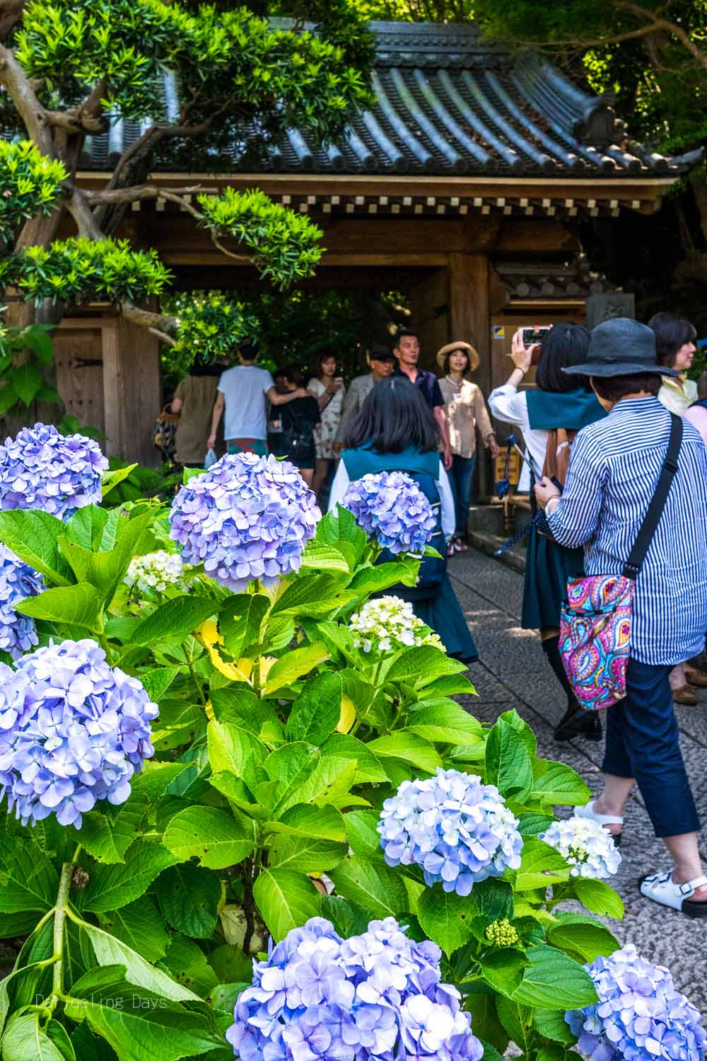 Panasonic Lumix DMC-GM1 + Panasonic Lumix G 20mm F1.7 ASPH sample photo. 鎌倉（kamakura） photography