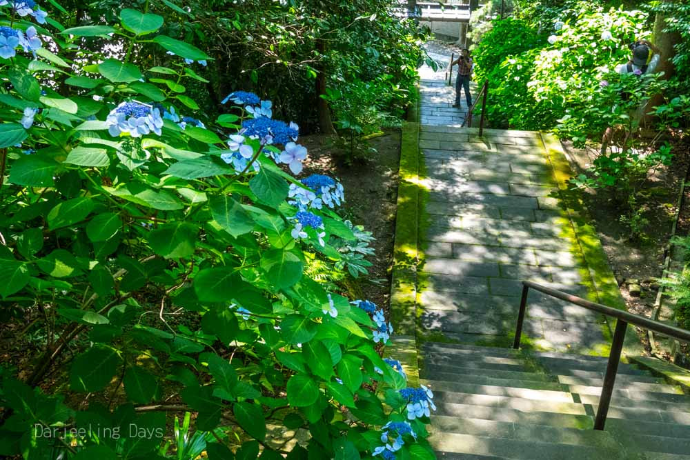 Panasonic Lumix DMC-GM1 + Panasonic Lumix G 20mm F1.7 ASPH sample photo. 鎌倉（kamakura） photography
