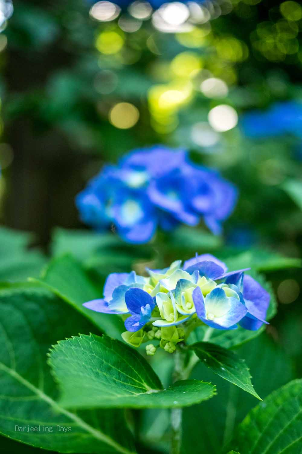 Panasonic Lumix DMC-GM1 + Panasonic Lumix G 20mm F1.7 ASPH sample photo. 鎌倉（kamakura） photography