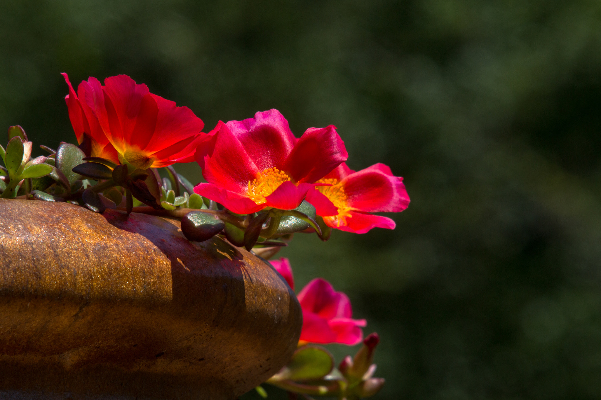 Canon EOS 70D + Canon EF 35-350mm F3.5-5.6L USM sample photo. Red moss roses photography
