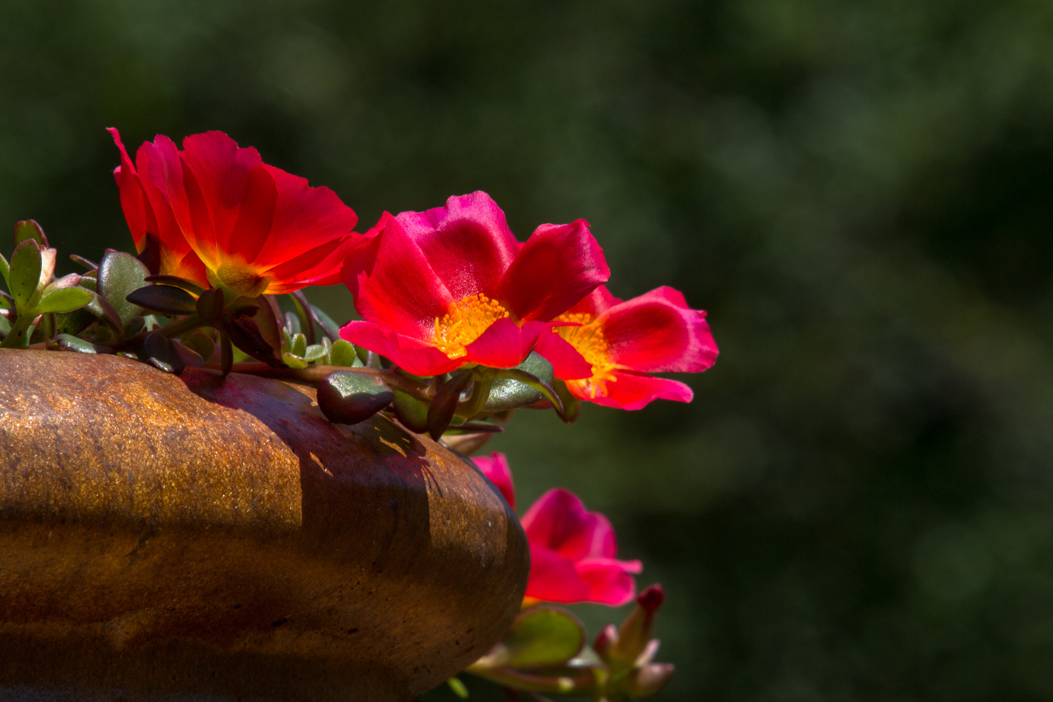 Canon EF 35-350mm F3.5-5.6L USM sample photo. Red moss roses photography