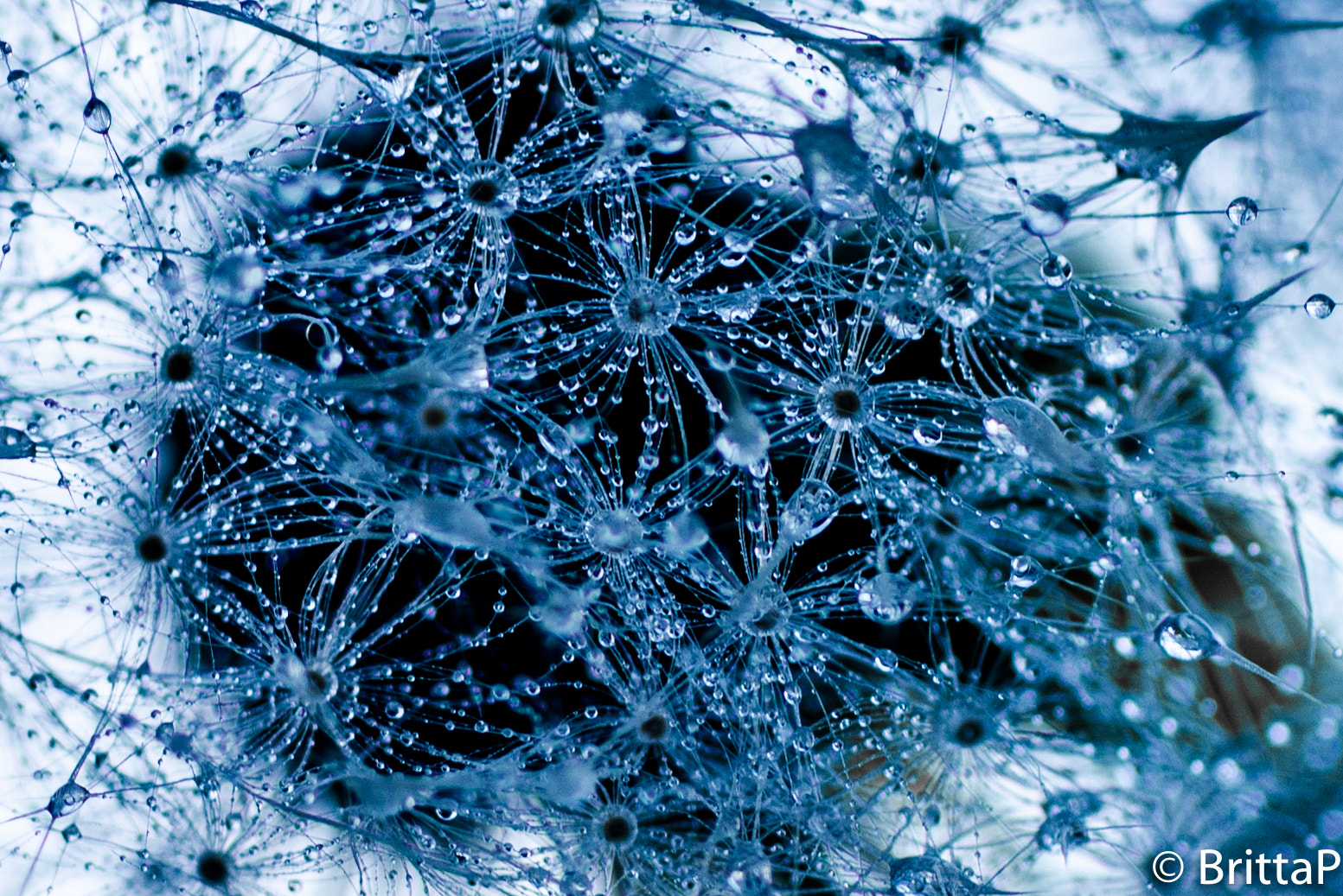 Nikon D610 + Sigma 50mm F2.8 EX DG Macro sample photo. Inside the dandelion photography