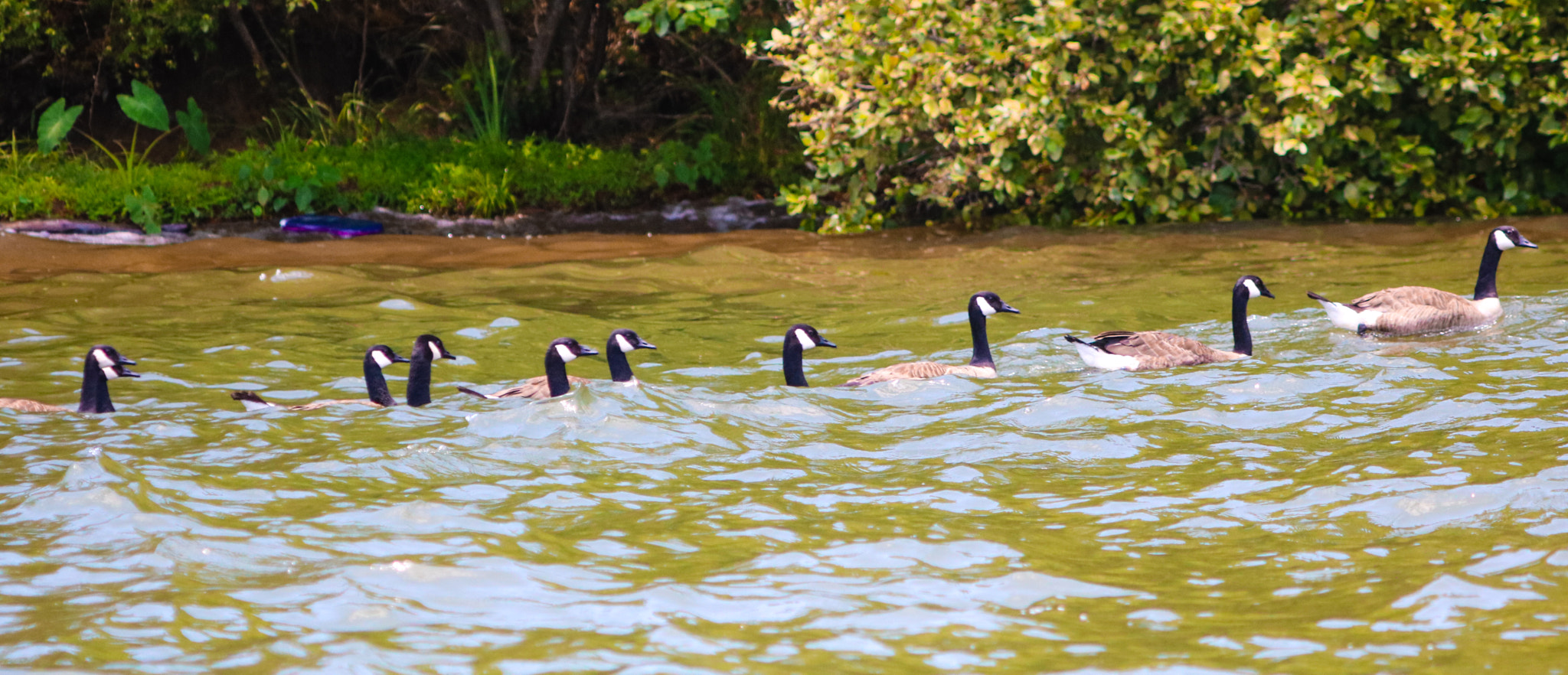 Canon EOS 760D (EOS Rebel T6s / EOS 8000D) + Canon 200-500mm sample photo. Get your ducks (geese) in a row photography