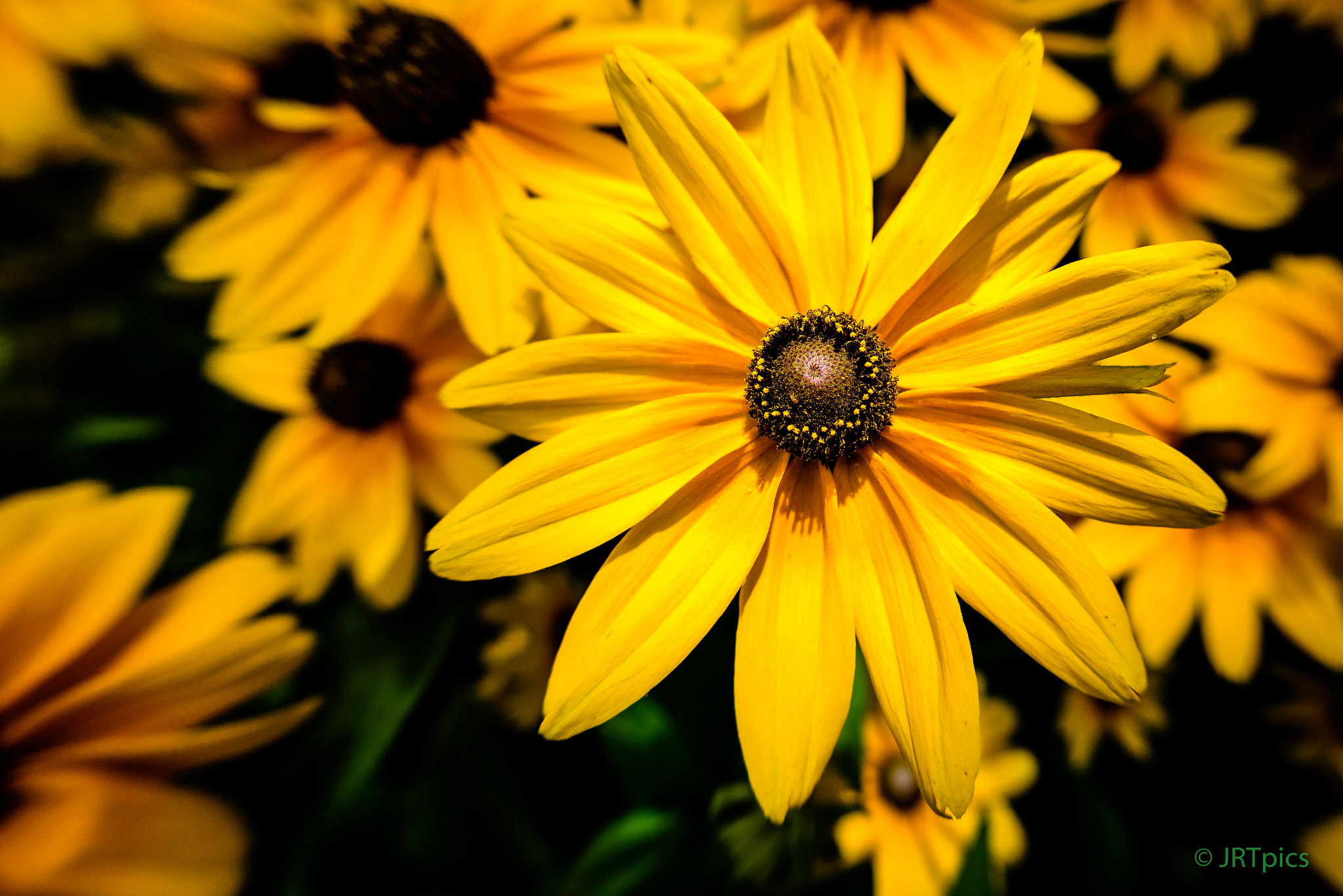 Nikon D810 + Sigma 15mm F2.8 EX DG Diagonal Fisheye sample photo. Yellow daisy photography