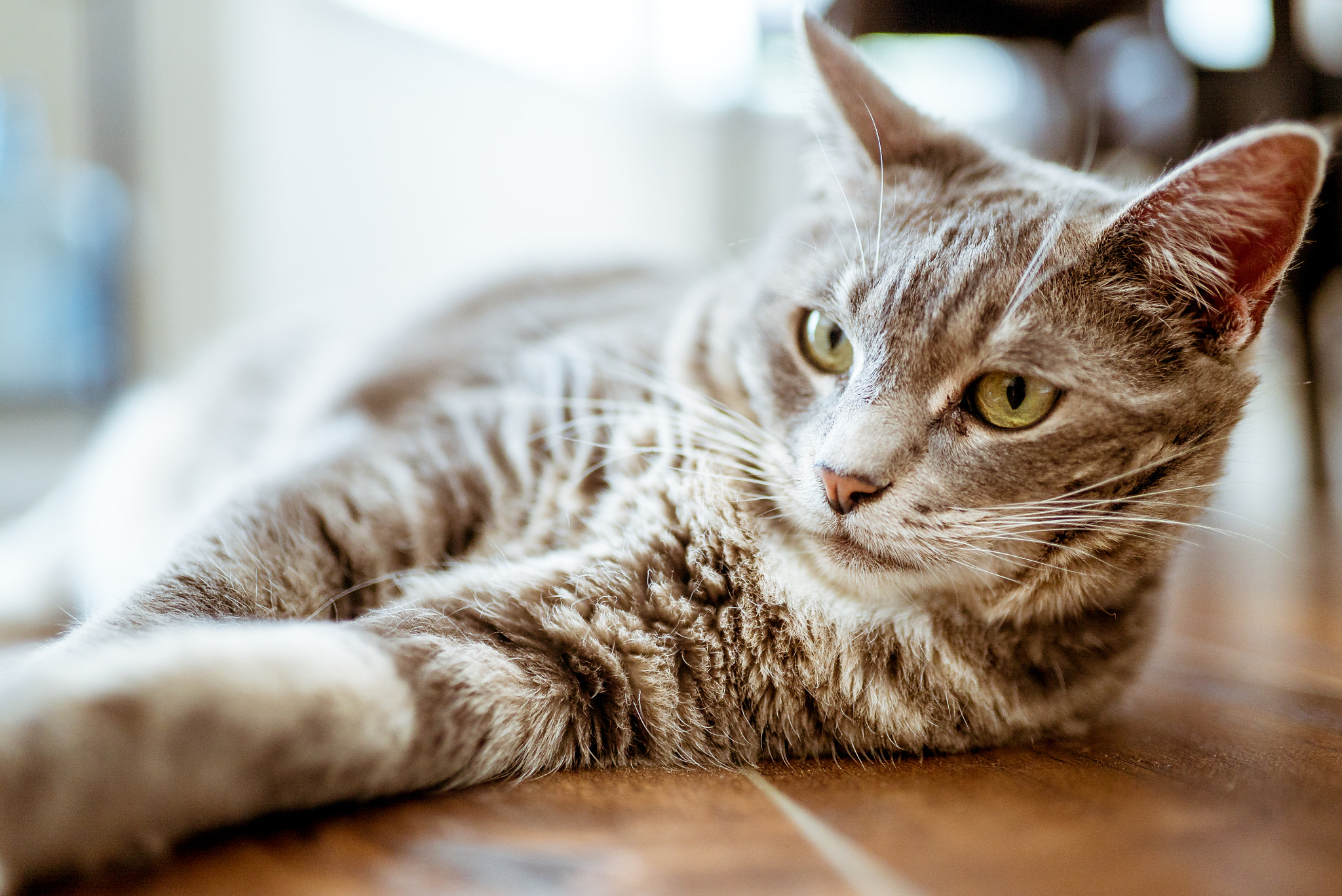 Sony 70-400mm F4-5.6 G SSM sample photo. Cat (of ) photography