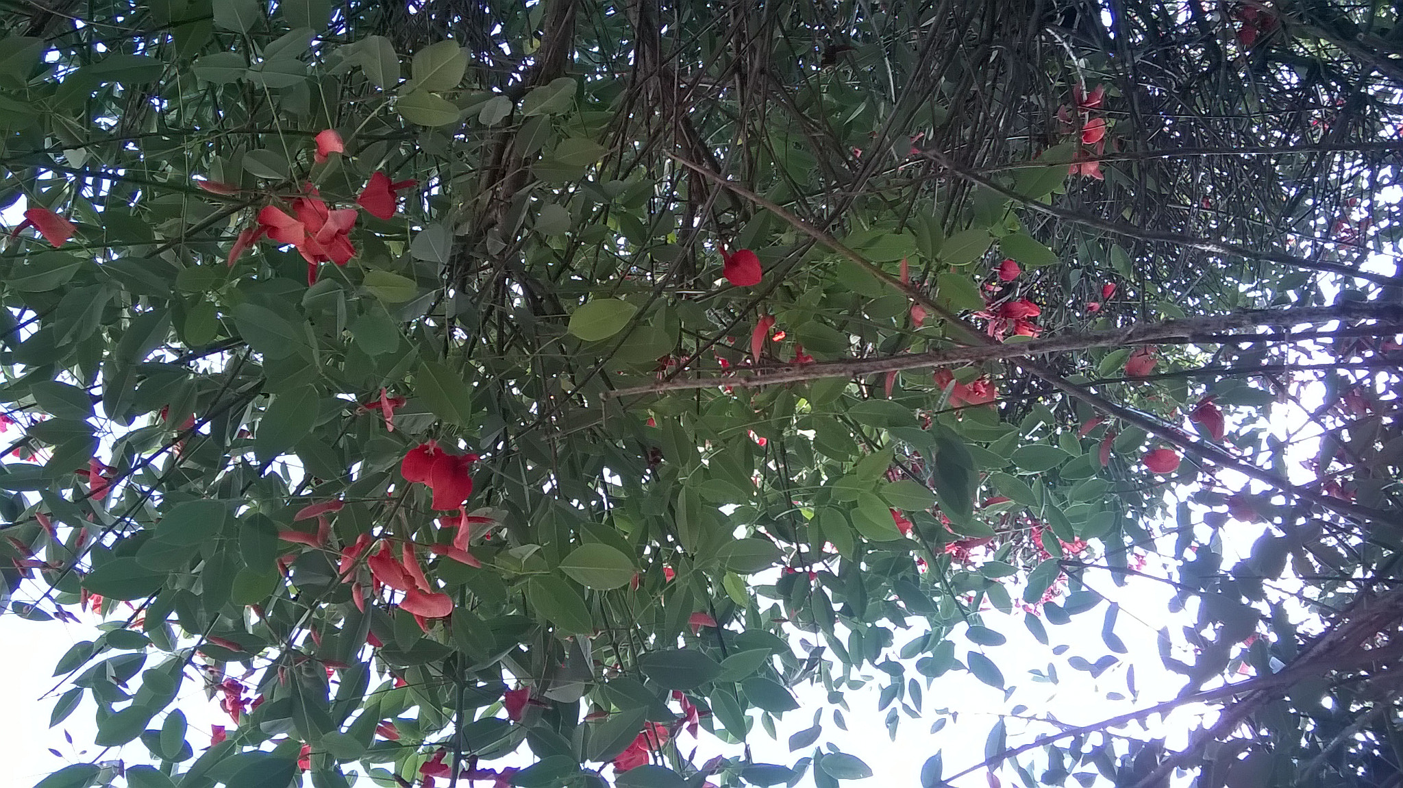 Nokia Lumia 630 sample photo. Wp_20151120_005.jpg photography